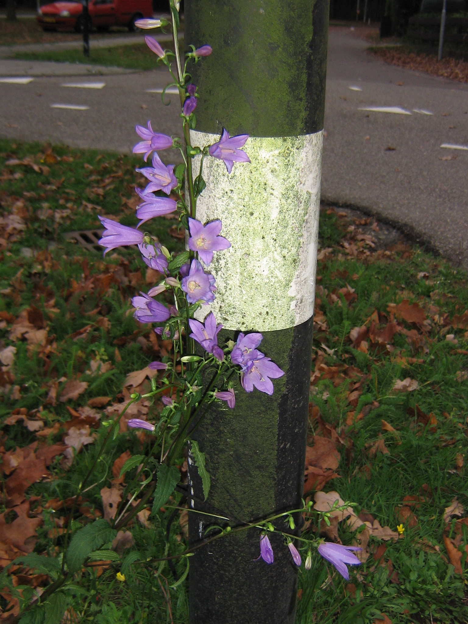 waarneming