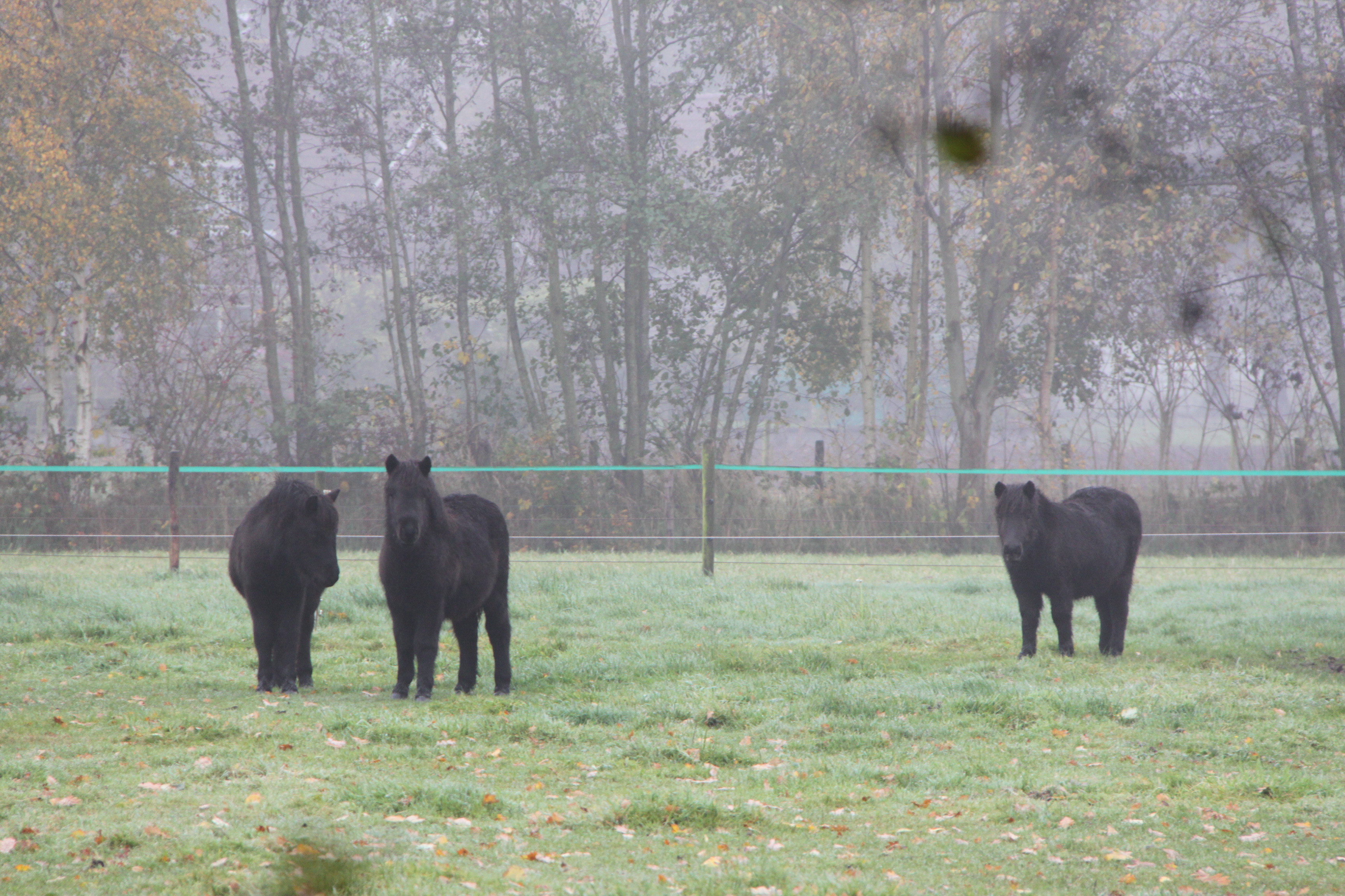 Zwarte ponnies