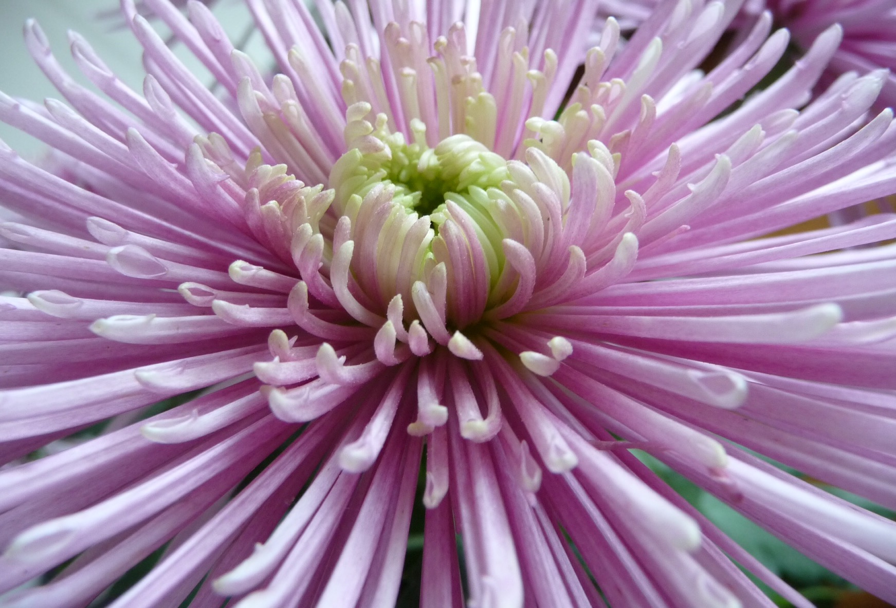 Chrysant