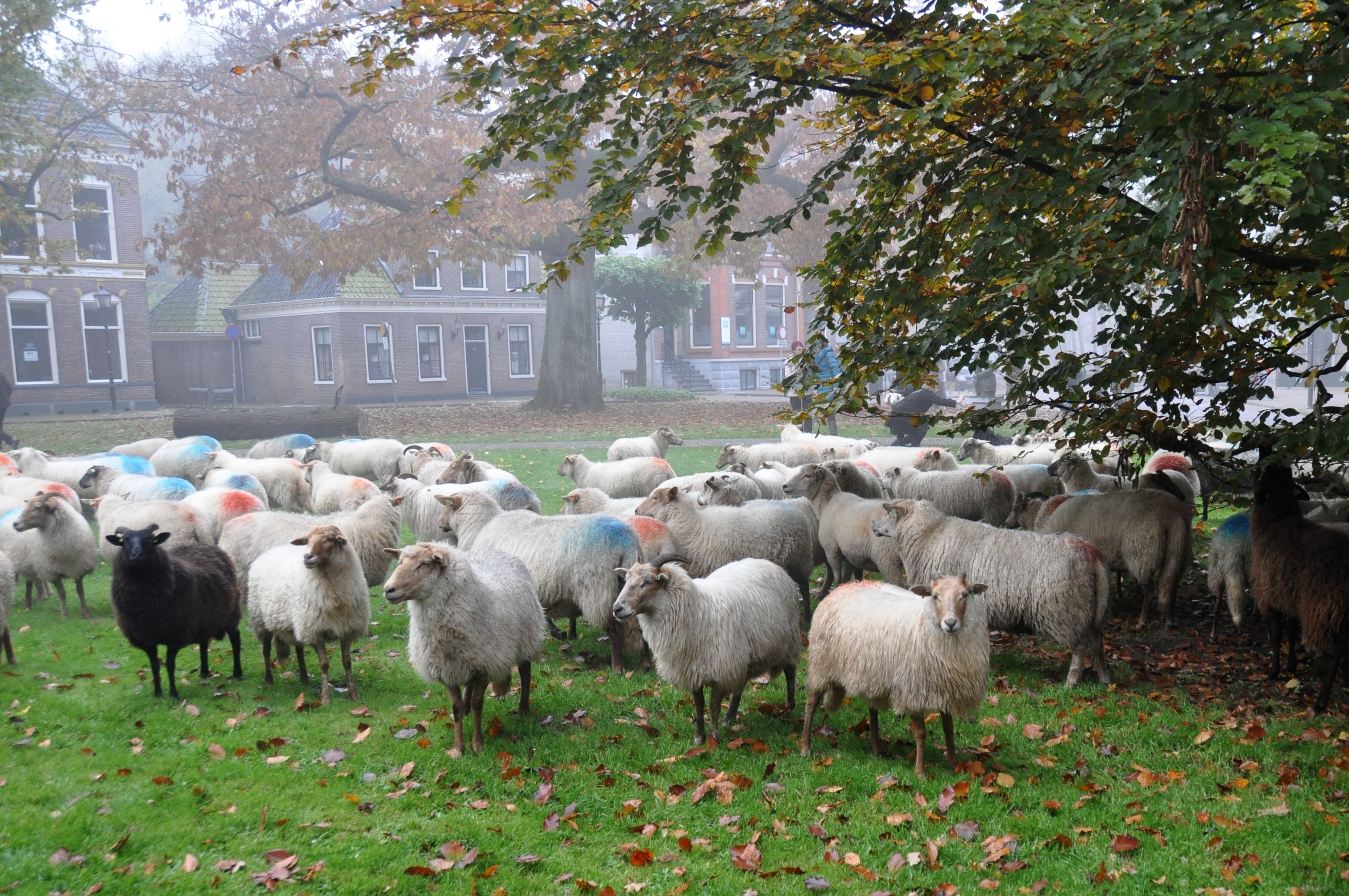 Veel schapen