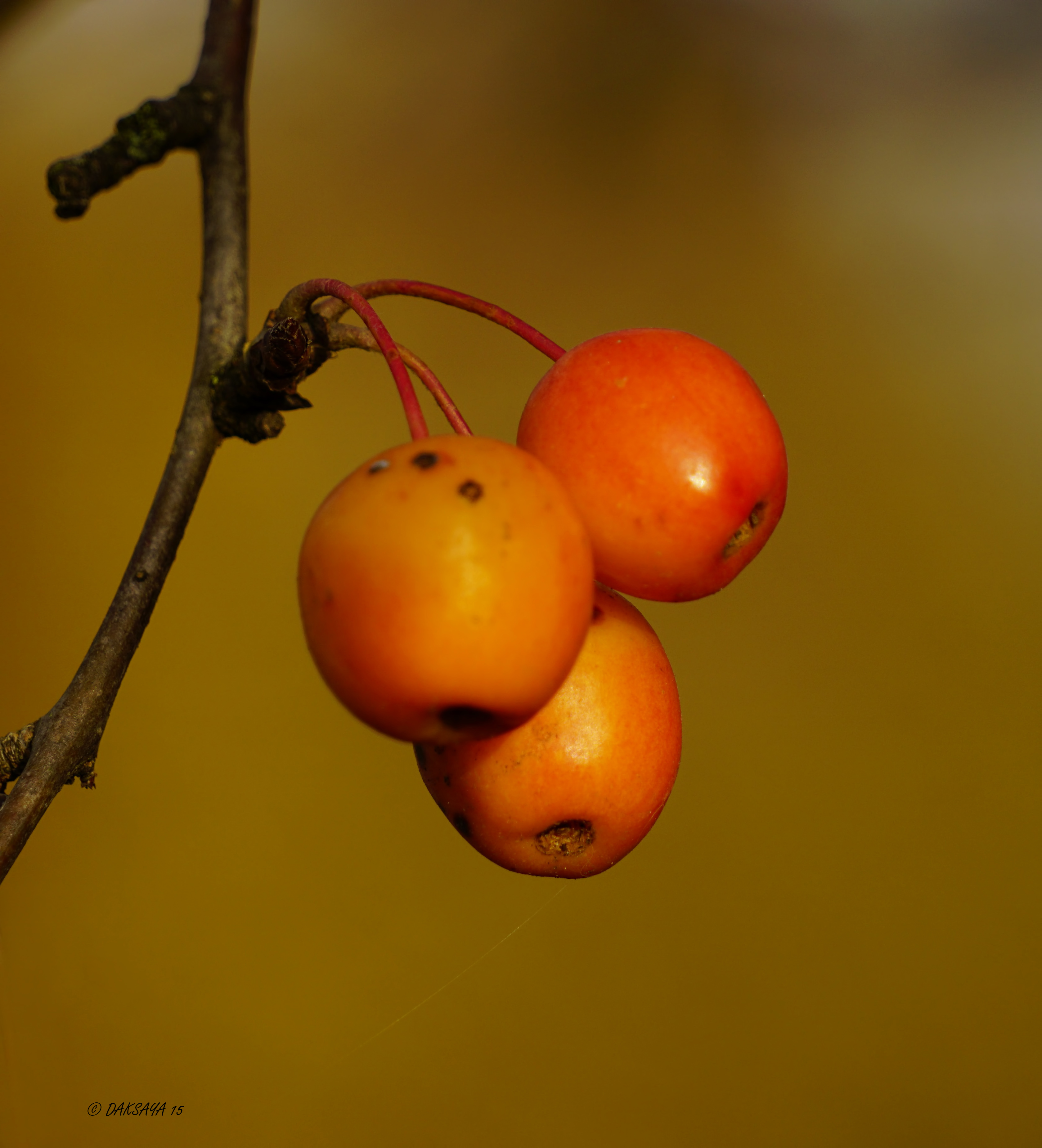 Mooi oranje