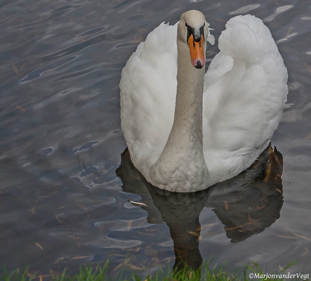 Deze lag braaf in t water