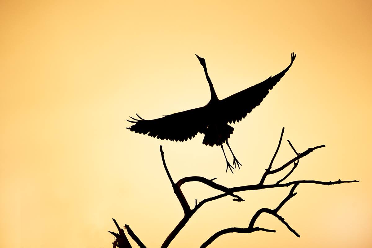 Blauwe reiger in een geel jasje..