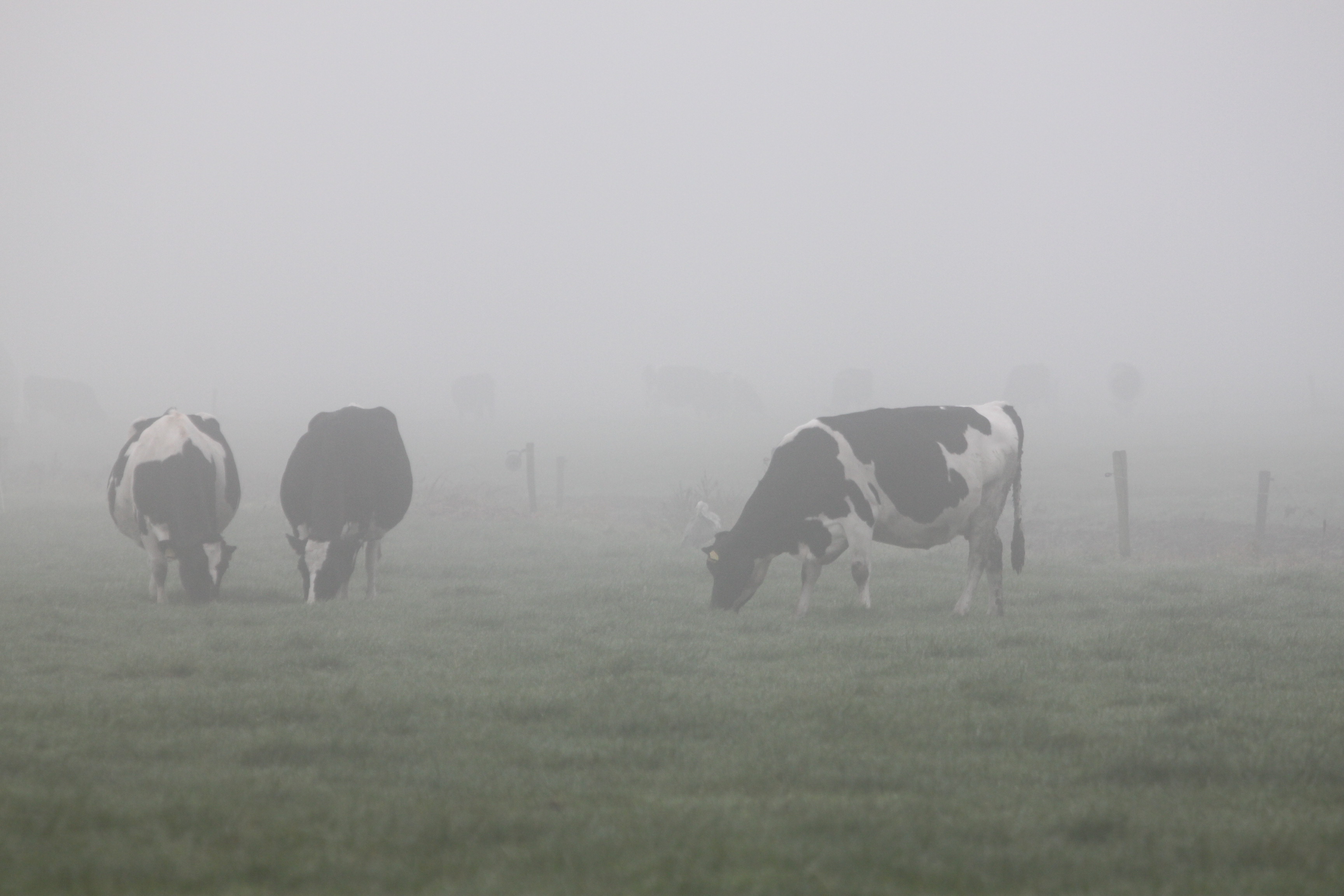 Koeien in de mist