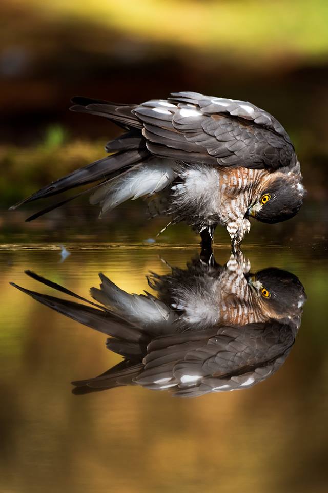 Sperwer