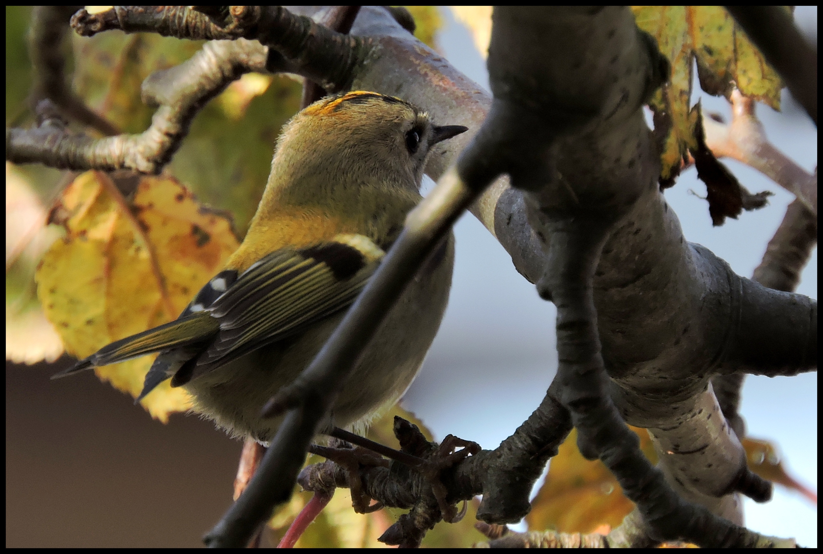 "Verdwaald" in de appelboom