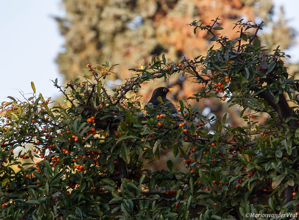 Mereltje wat zing je vroeg
