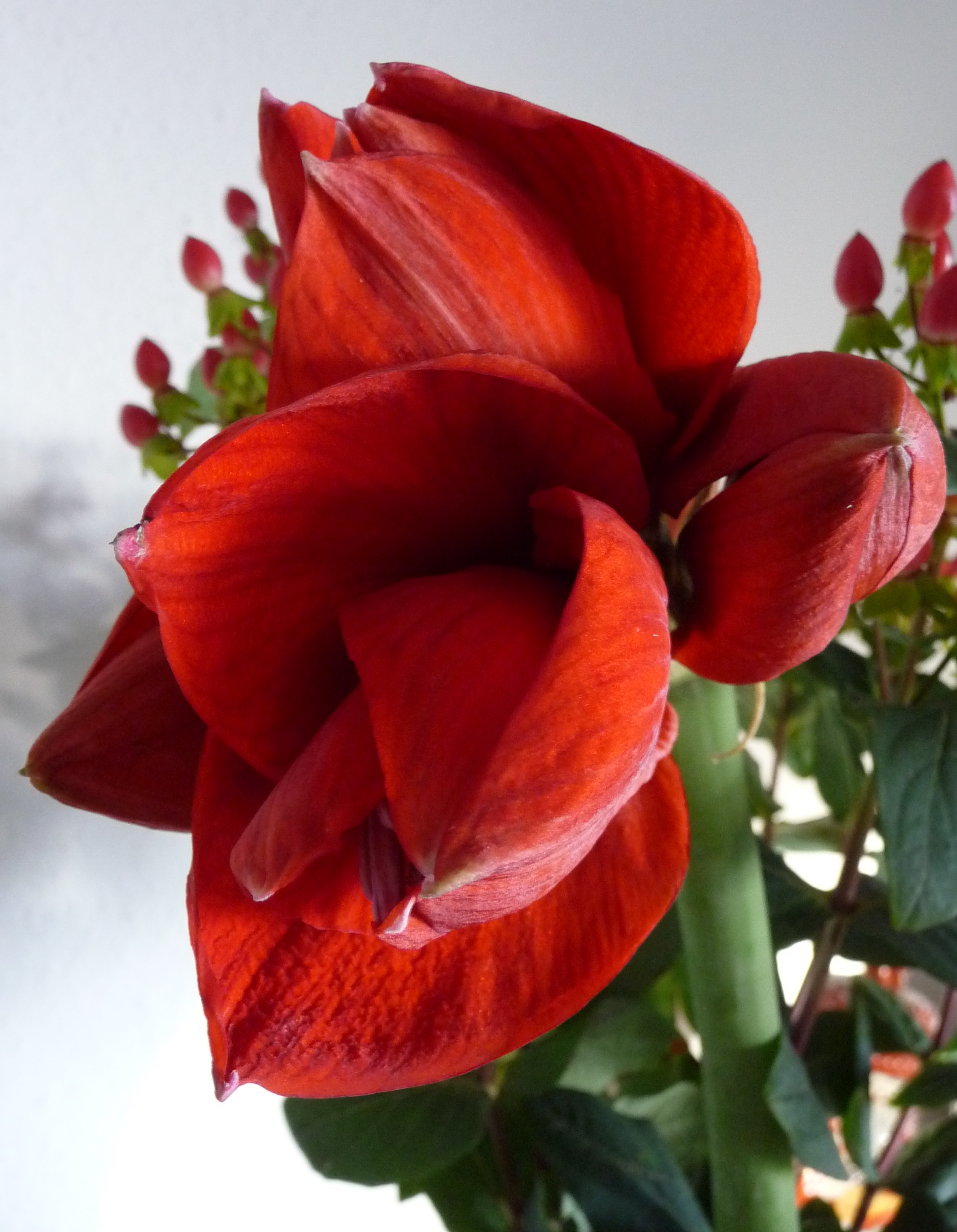 Amaryllis