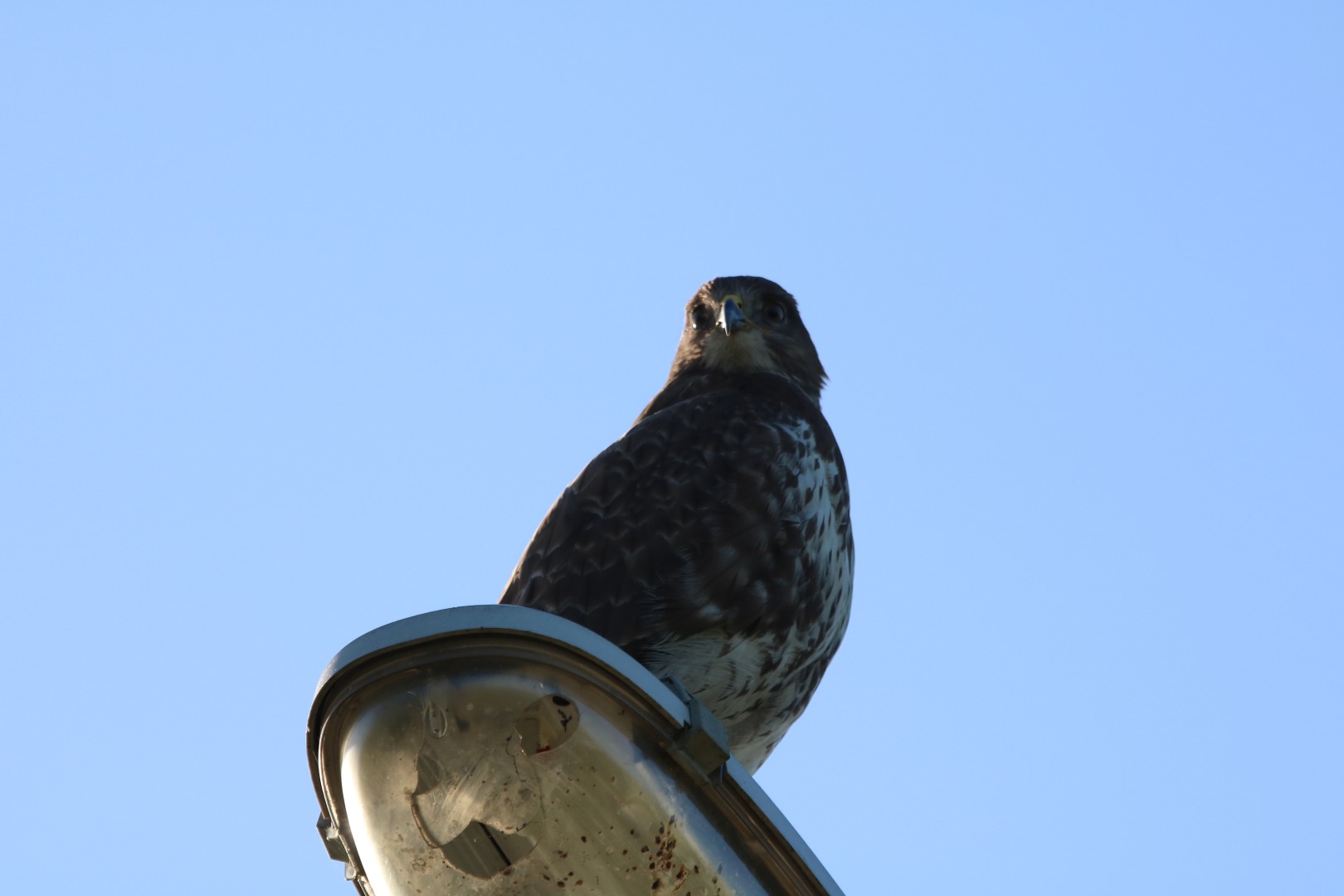 Buizerd op...