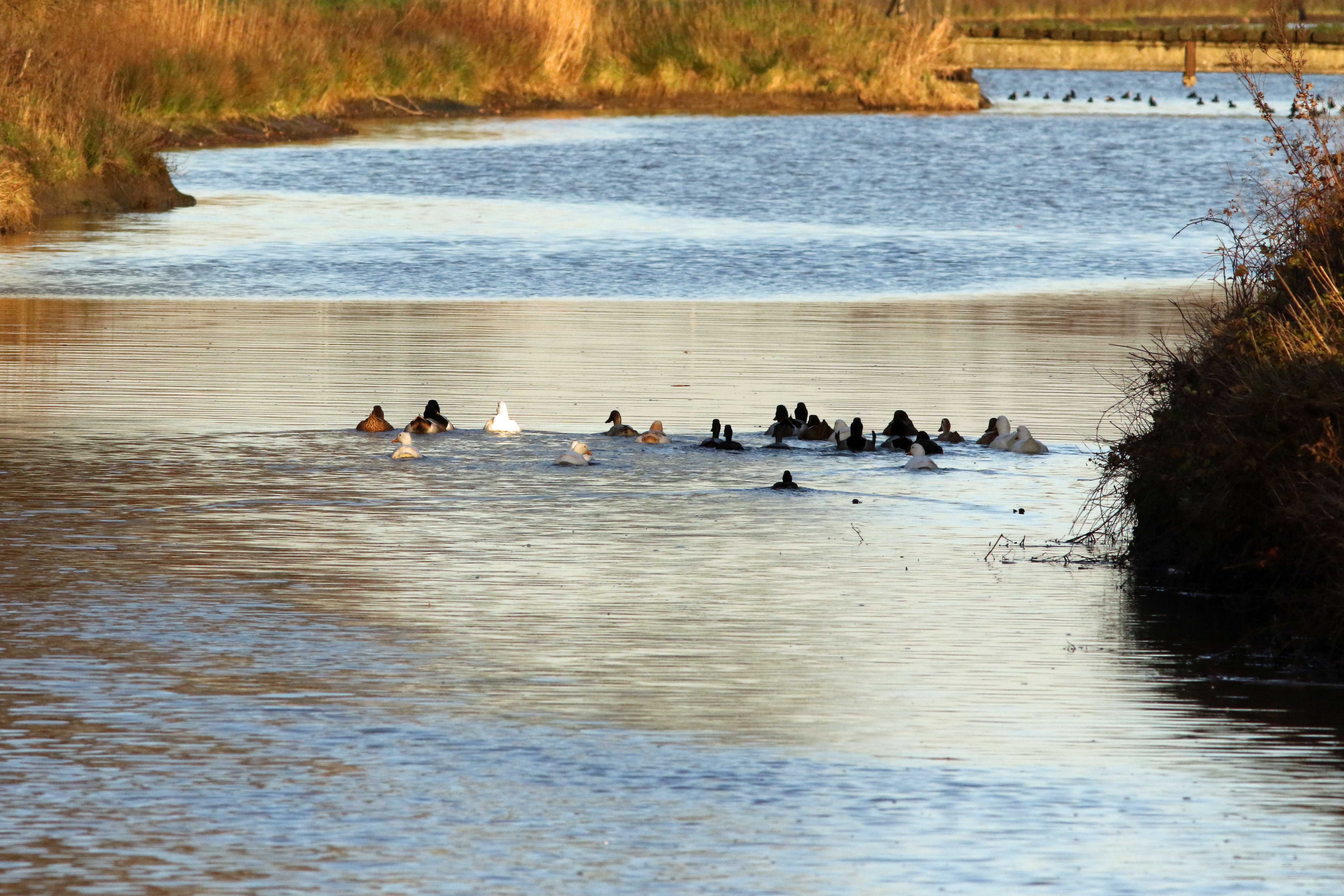 Betuwe 9 december 2015