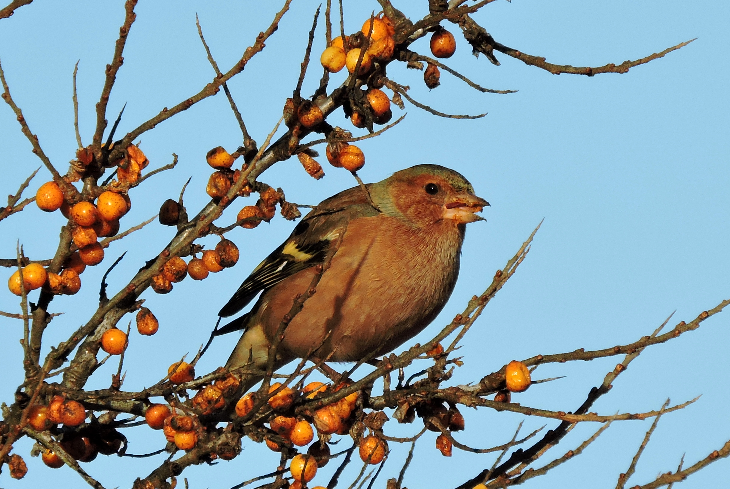smikkelen en smullen