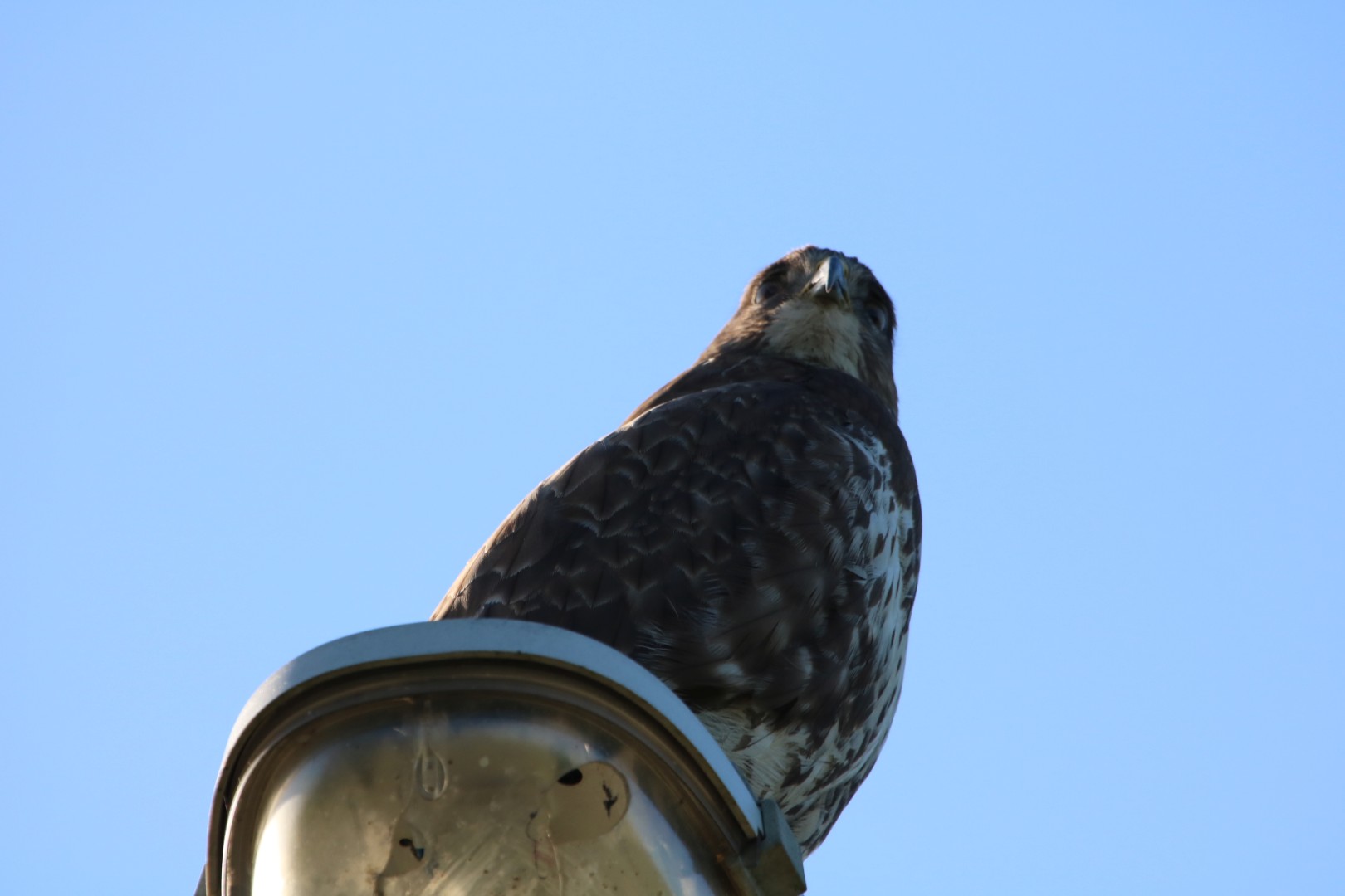 Buizerd op lantaarnpaal