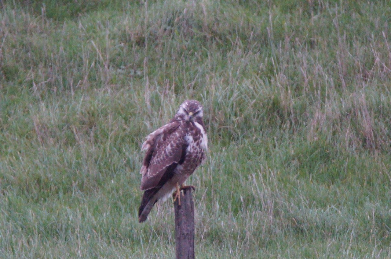 Buizerd
