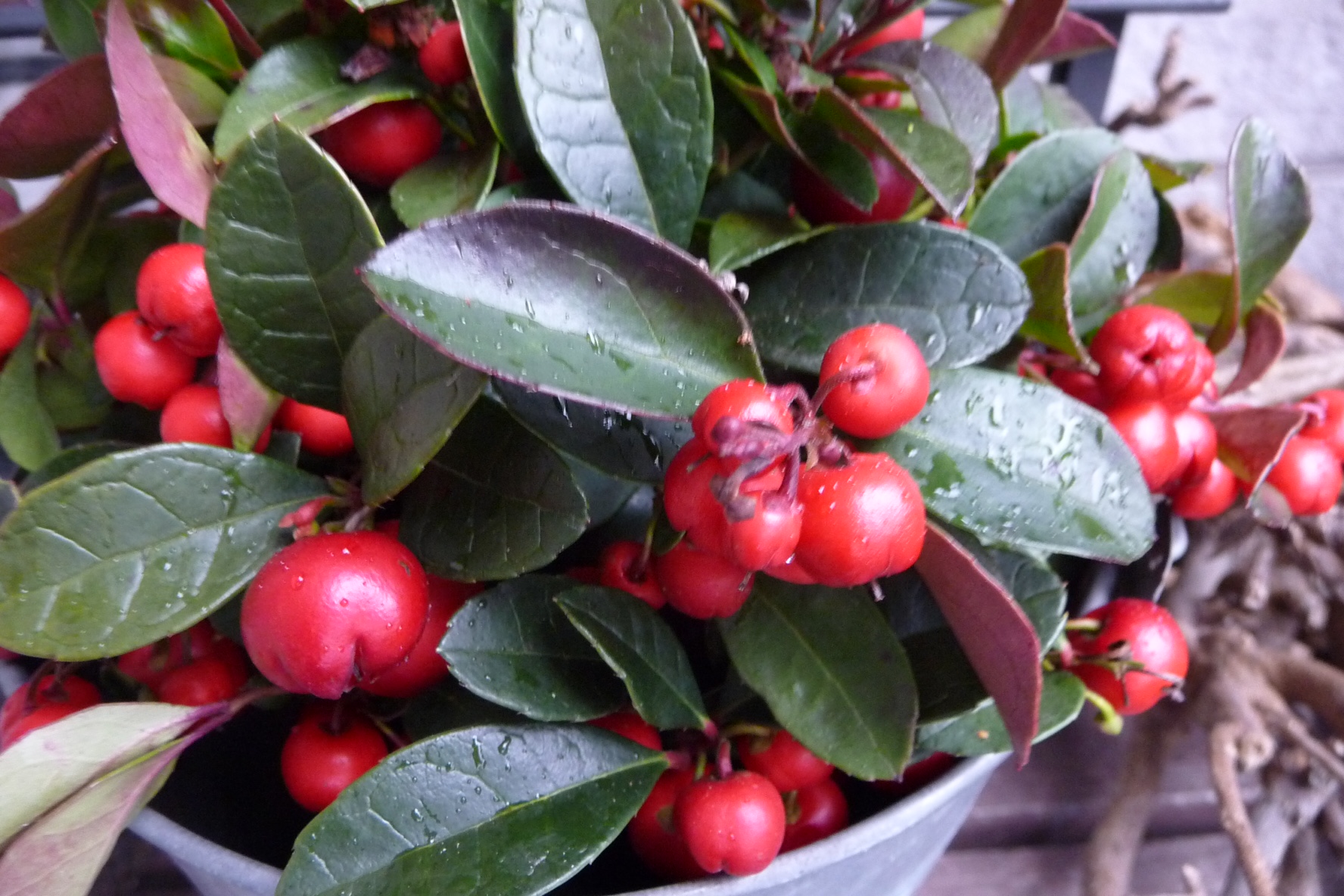 Gaultheria