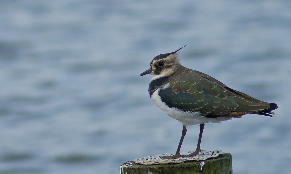 Vanellus...