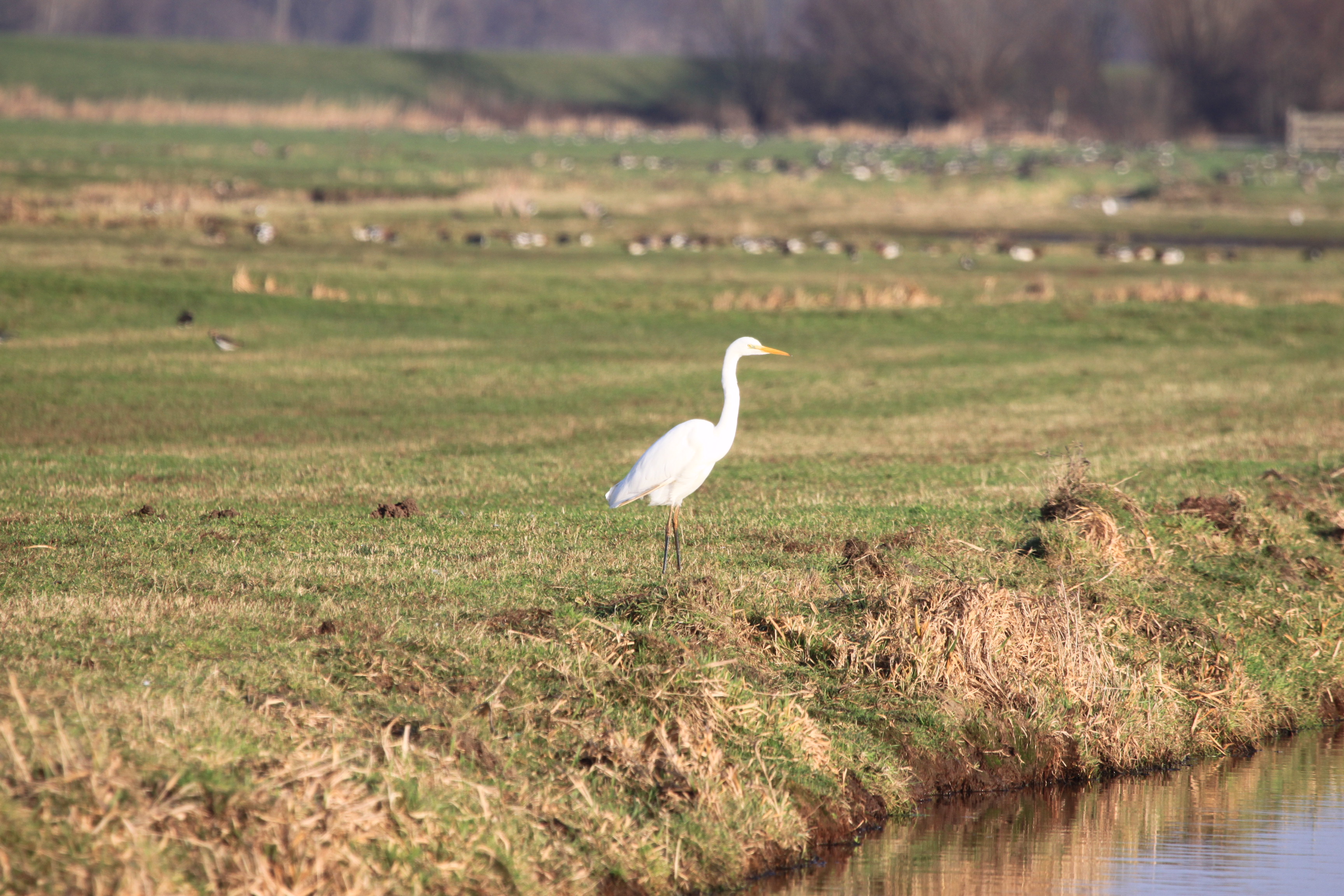 Grote Zilverreiger