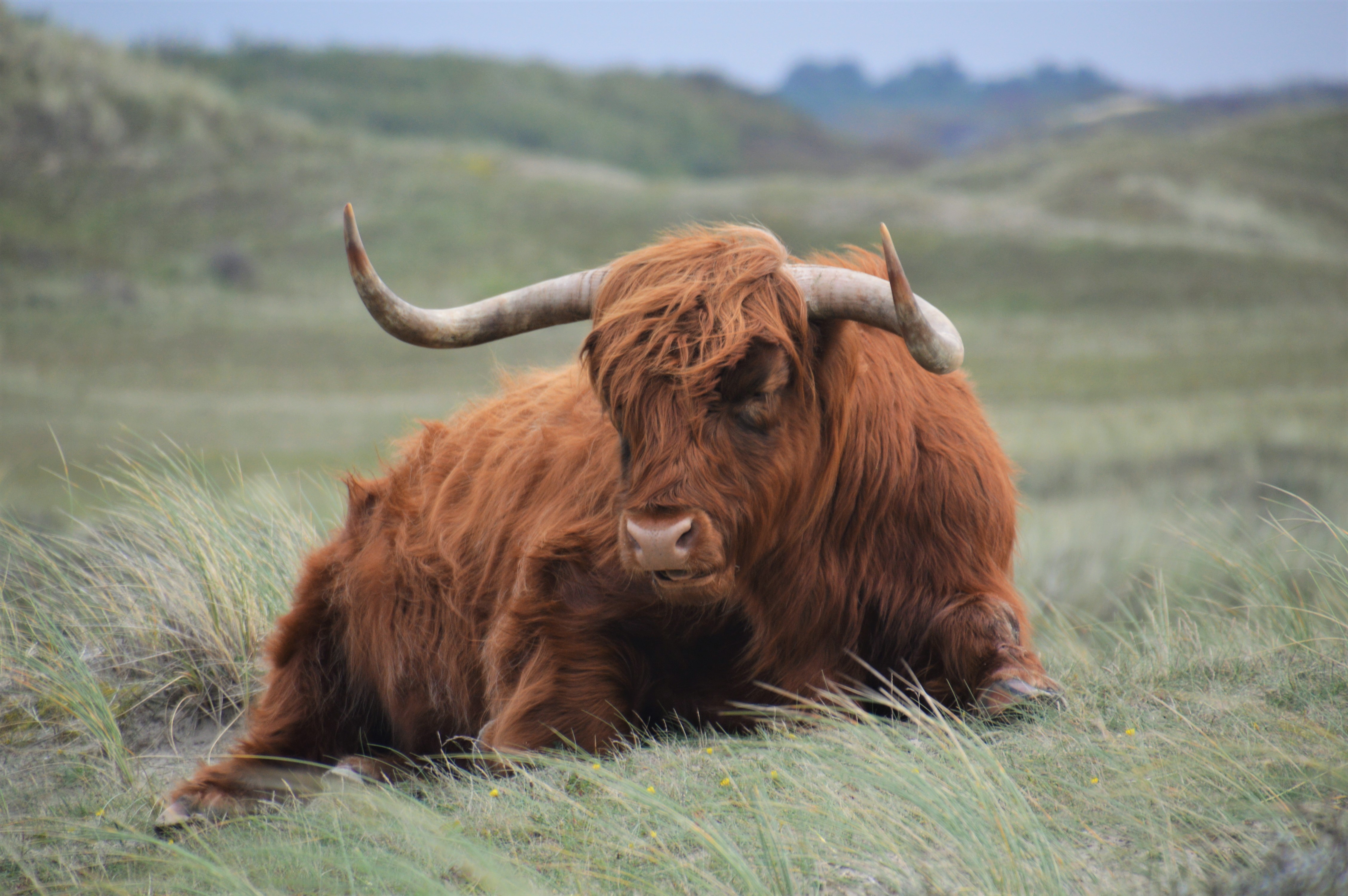 Schotse hooglander