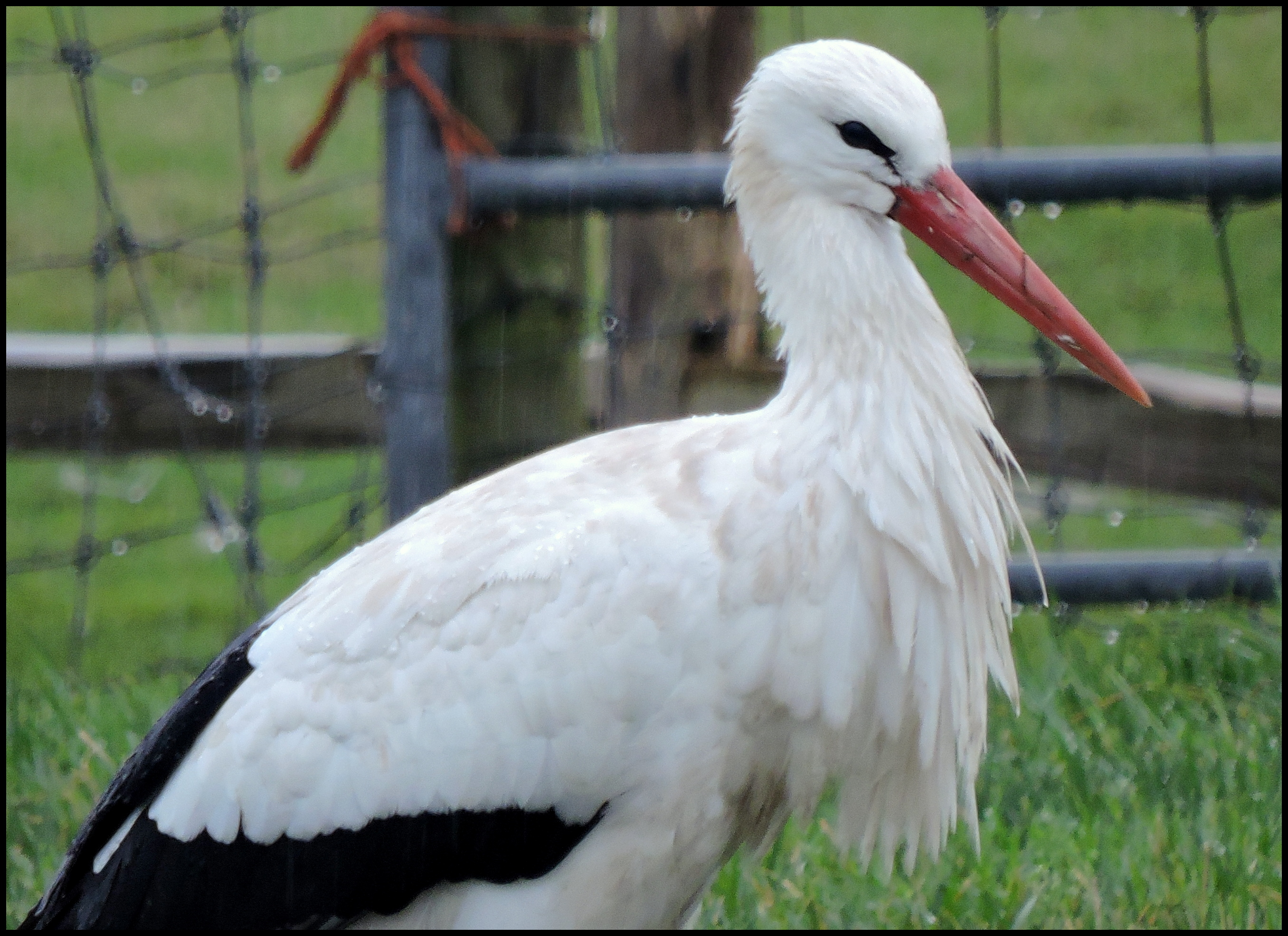 Een graag geziene gast
