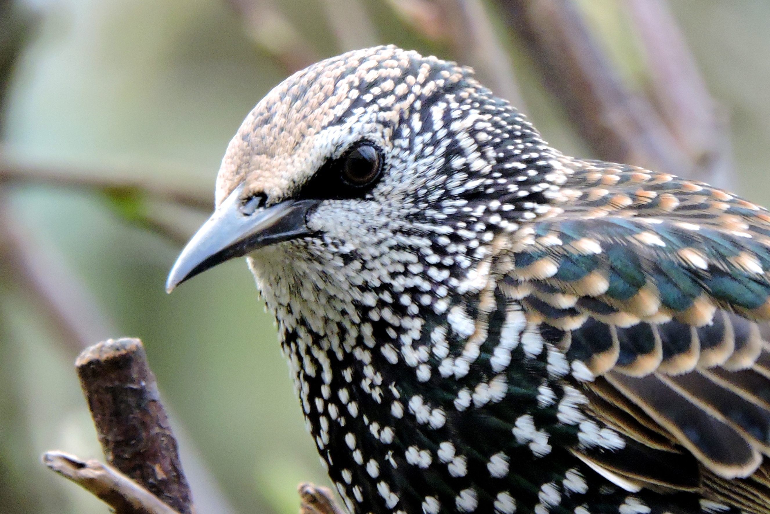 Gezellige druktemaker