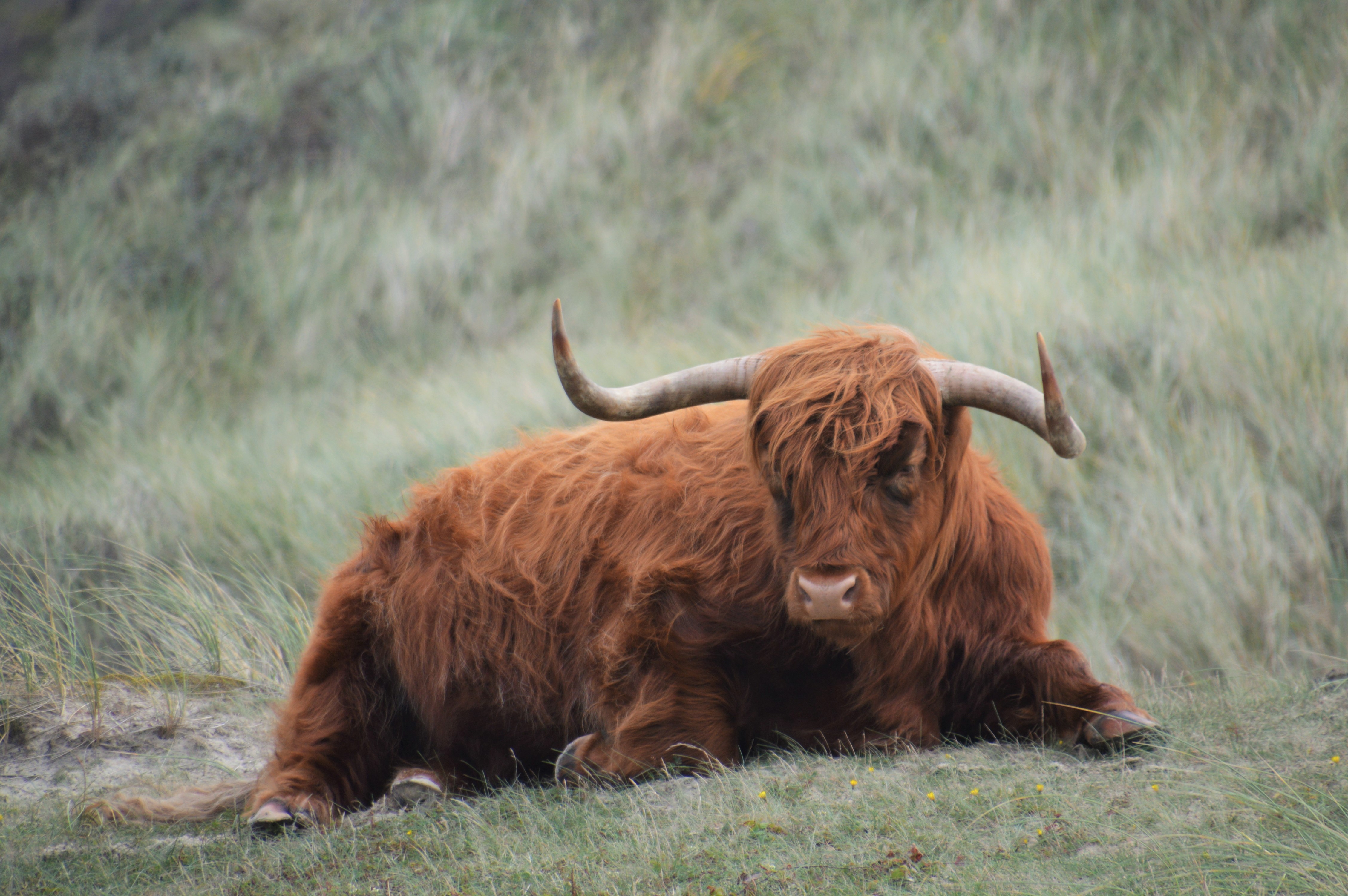 Schotse hooglander