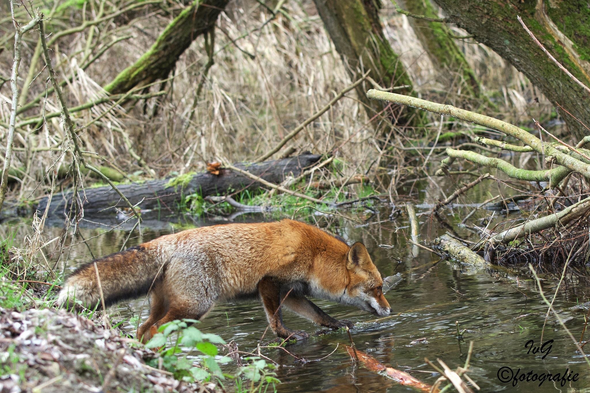 Vos haalt een nat voetje