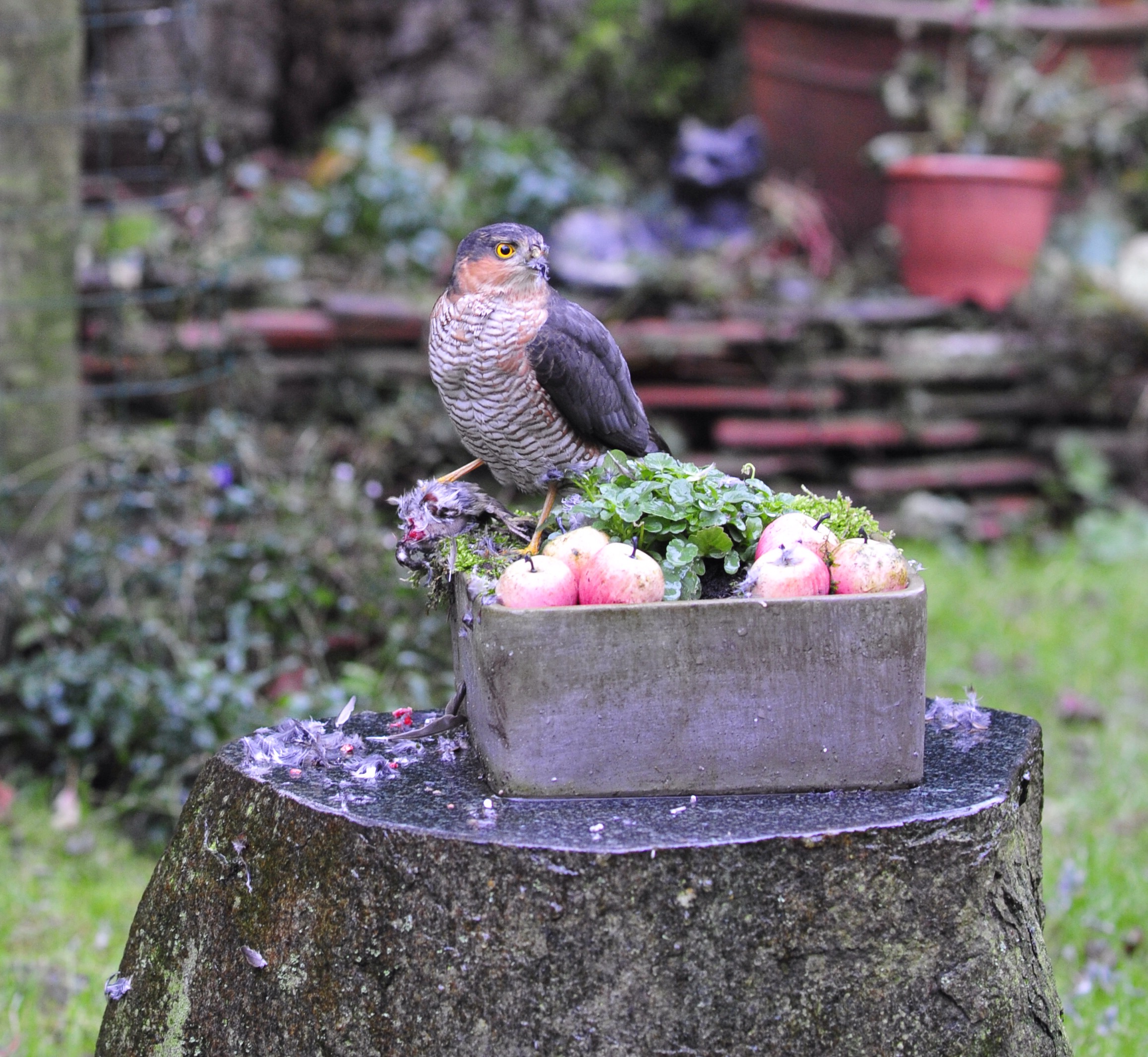 Sperwer eet een mus in onze plantenbak.