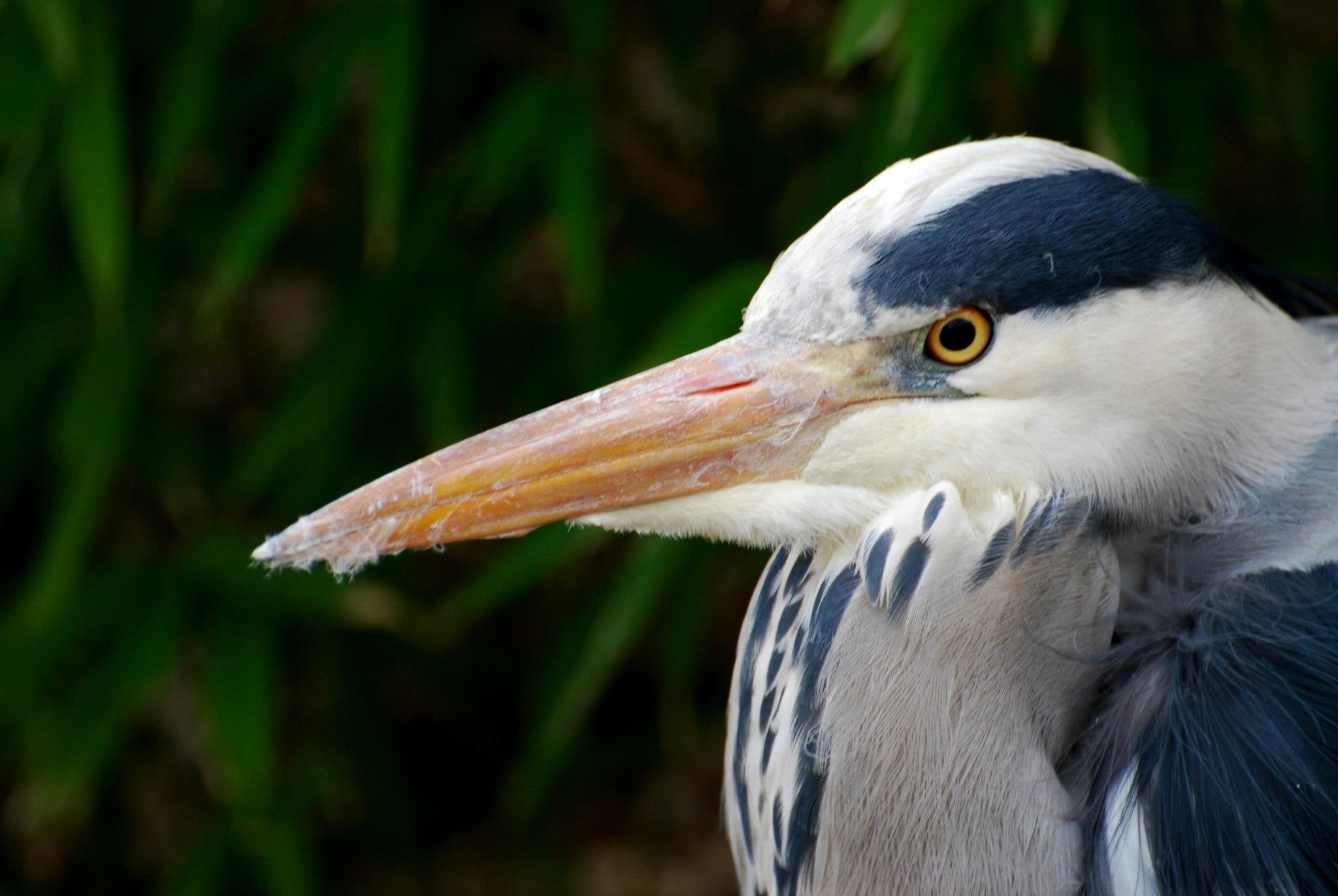 Reiger