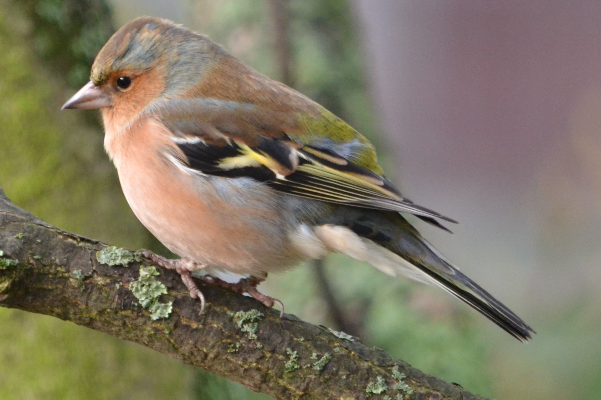 de pracht is net voor het raam...