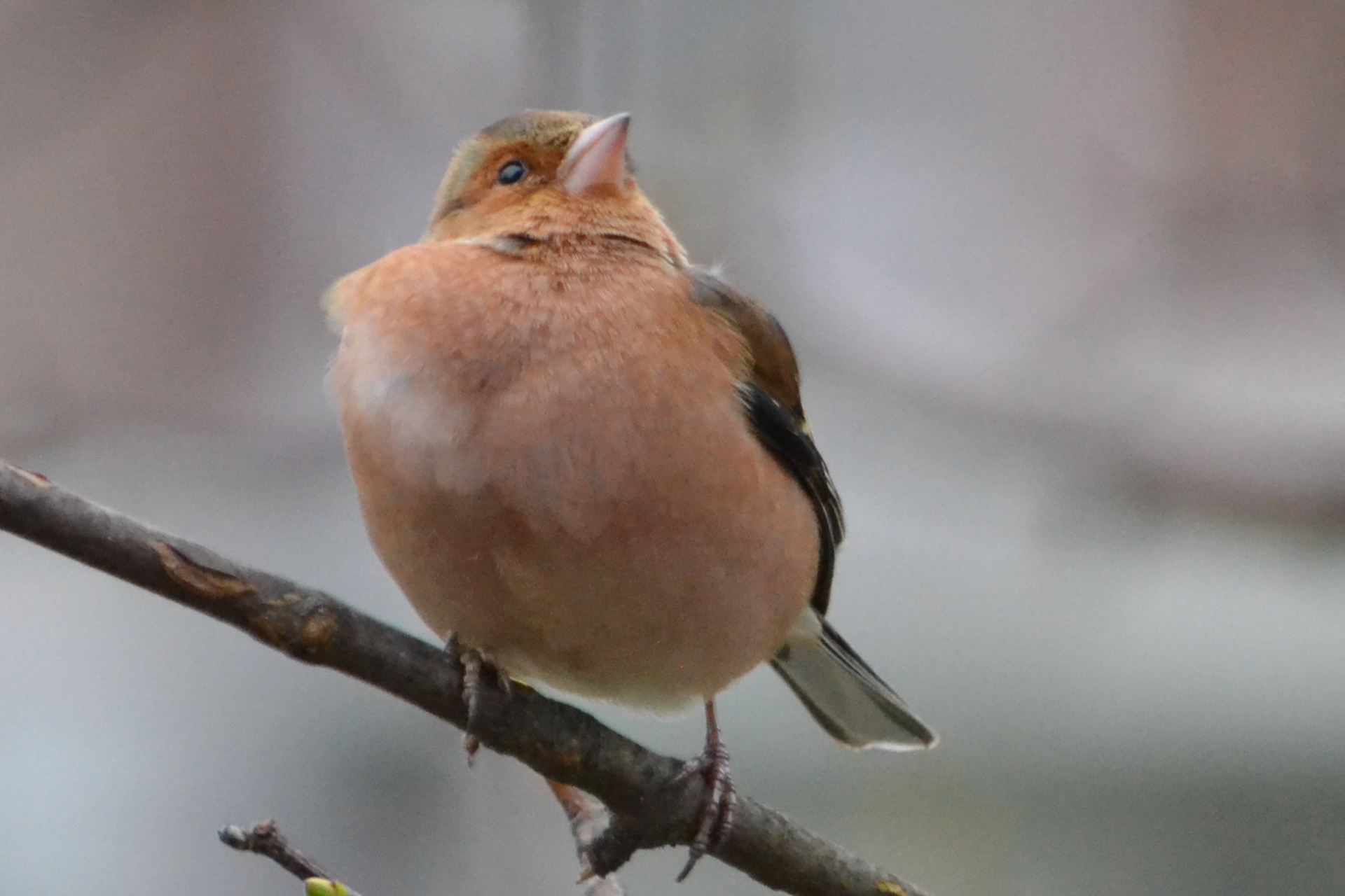 vink