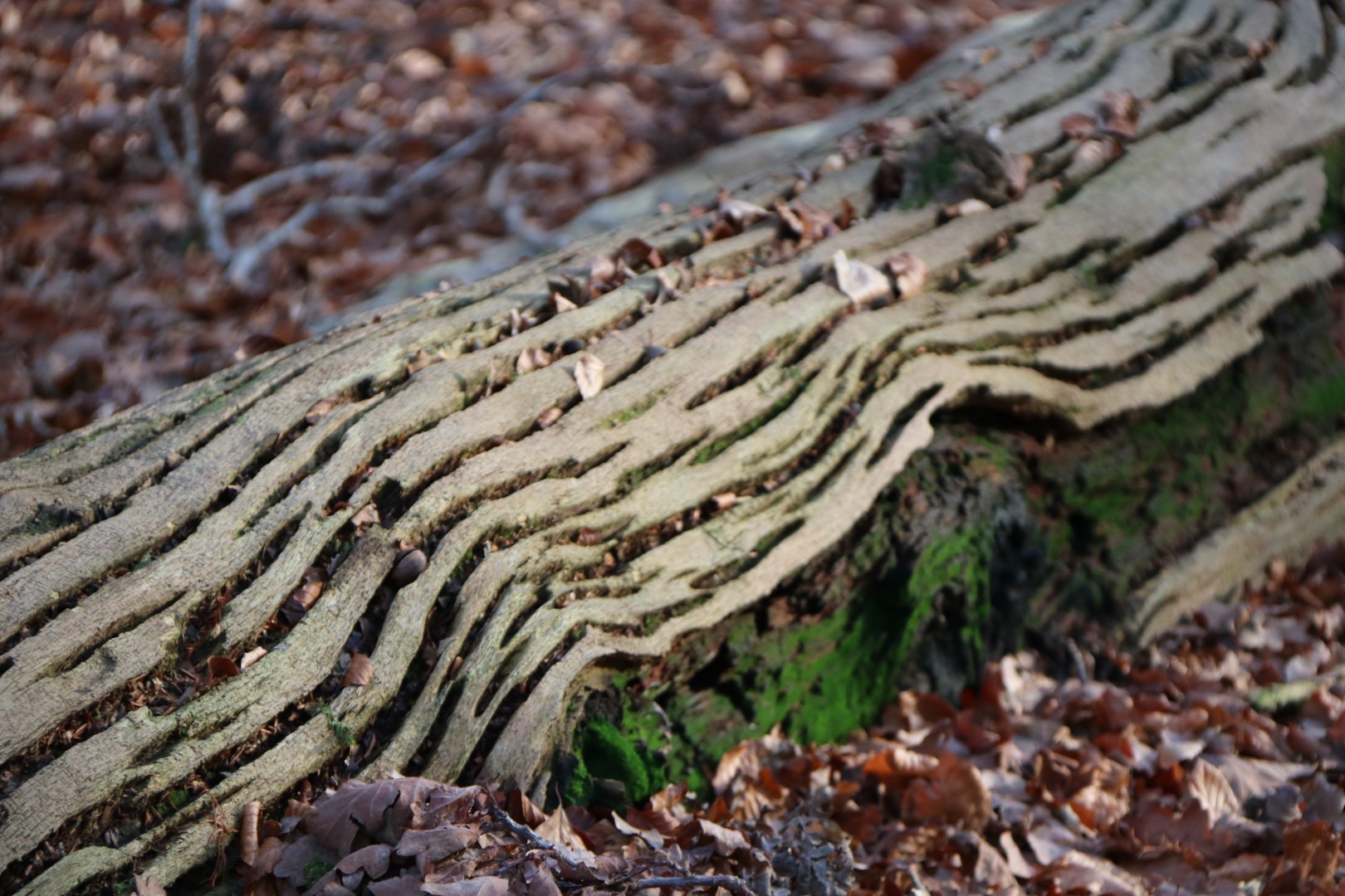 Boom splijt  zich in veel delen!
