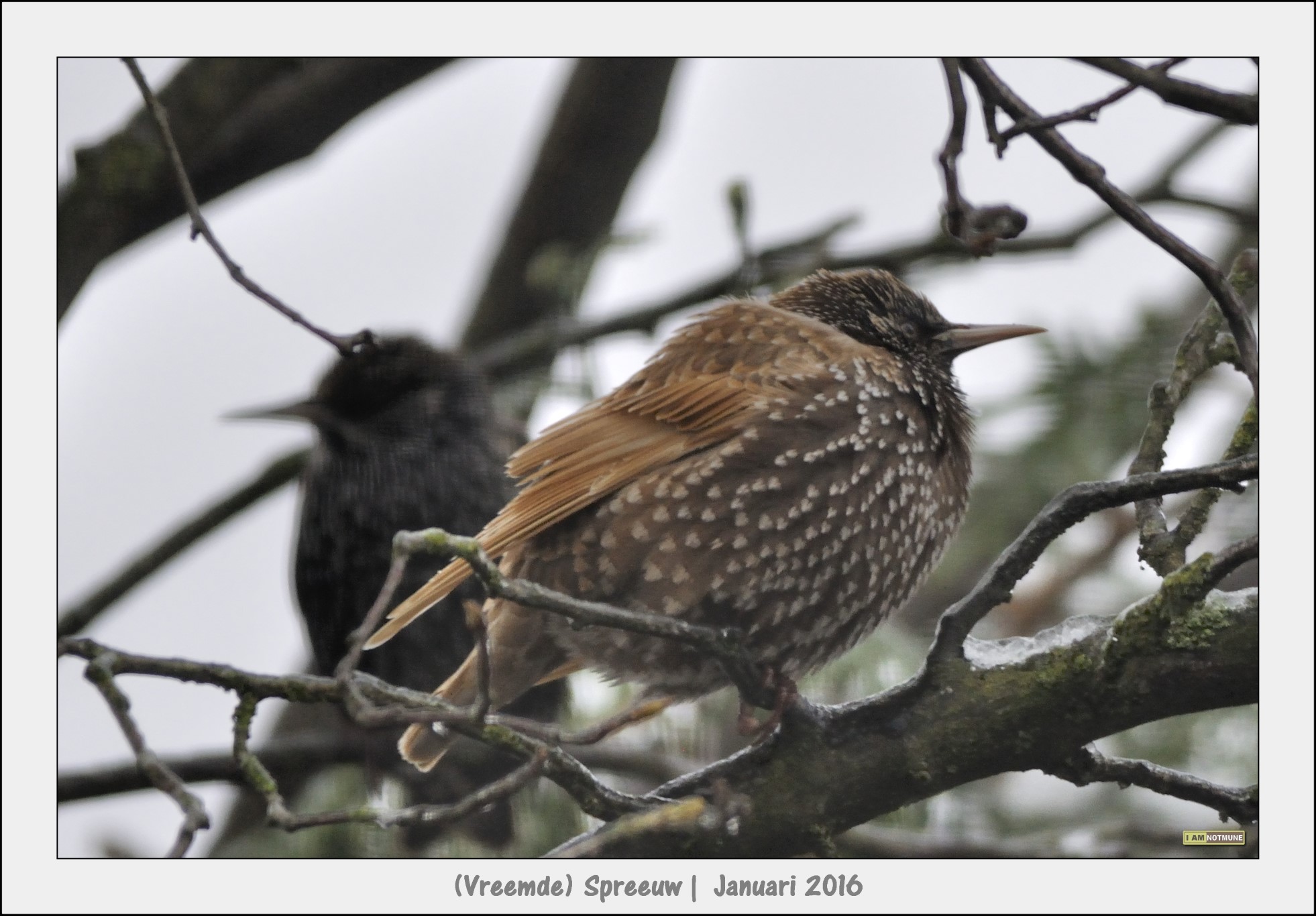 Vreemde ?... Spreeuw