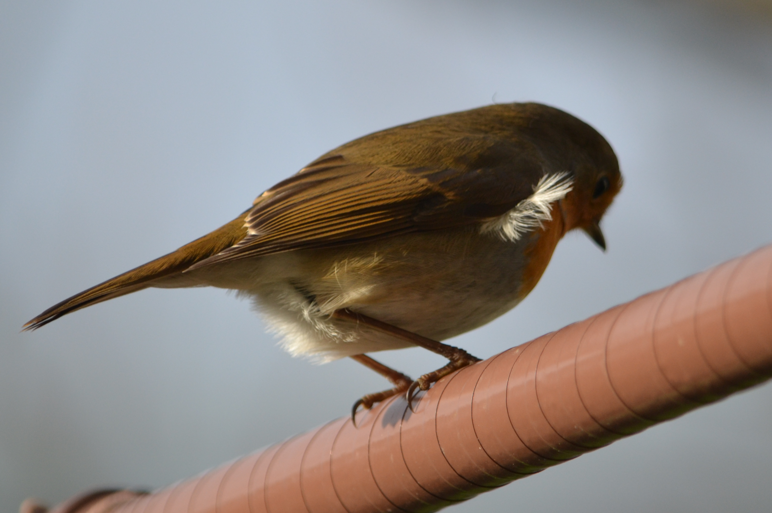 er is veel te doen vandaag , maar waarmee moet ik beginnen...  