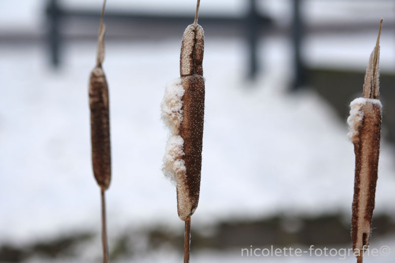 Winterse sigaren