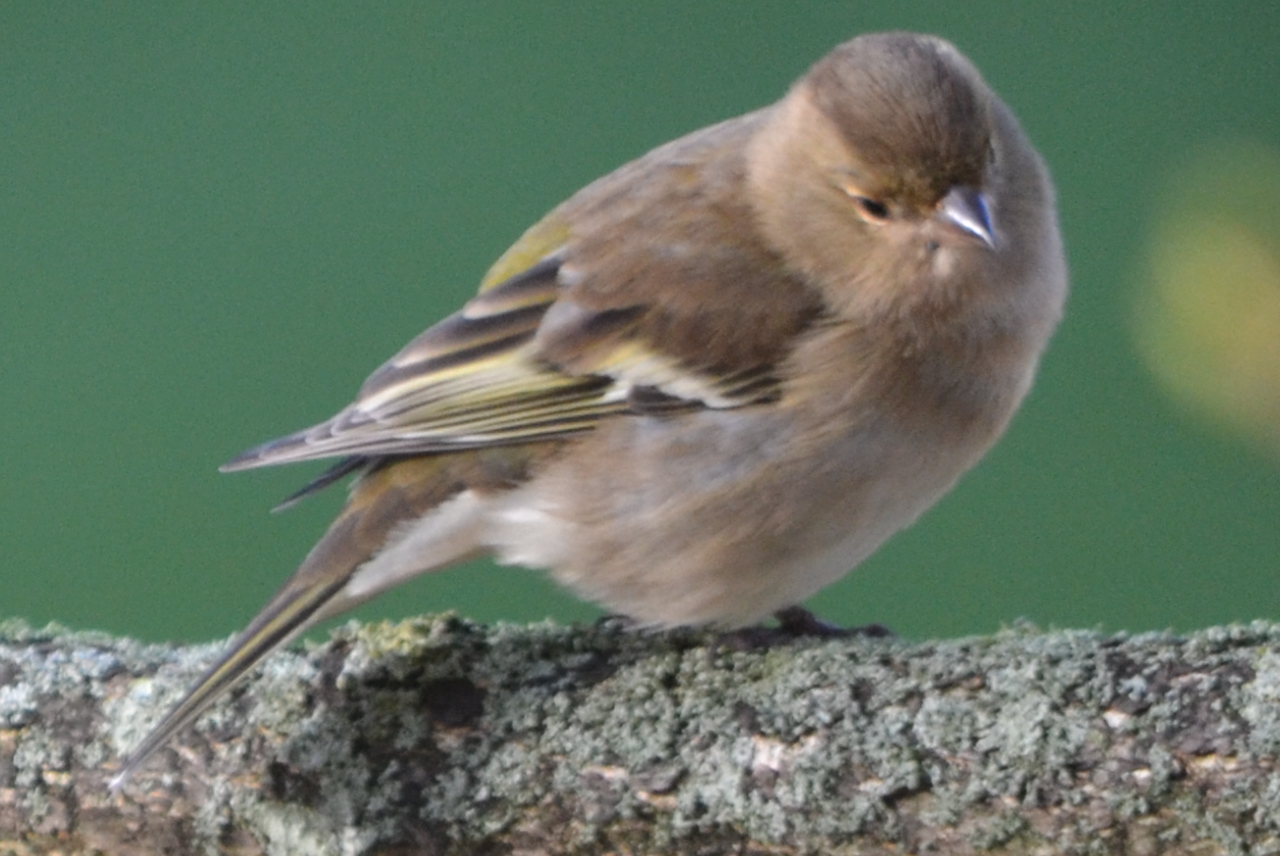 vink
