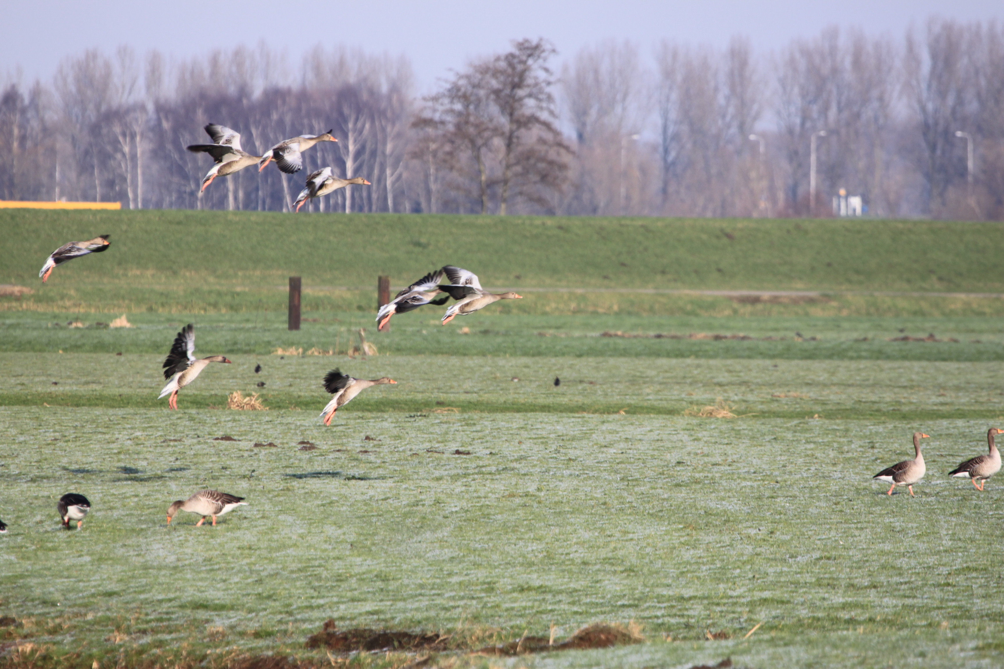 Landing Grauwe ganzen