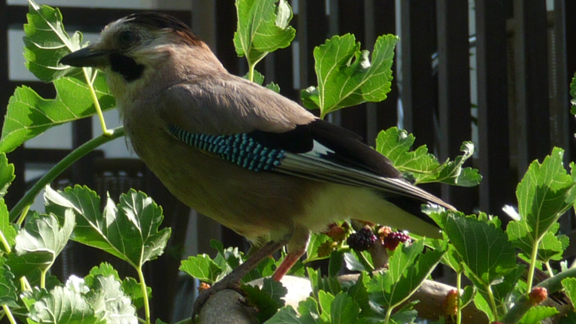 volkstuinen dat vindt ie leuk...