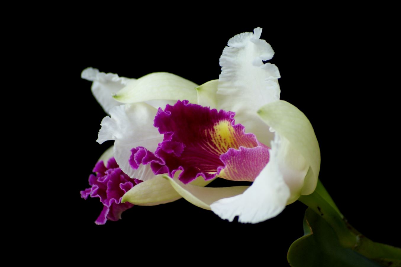 Orchidee , Cattleya