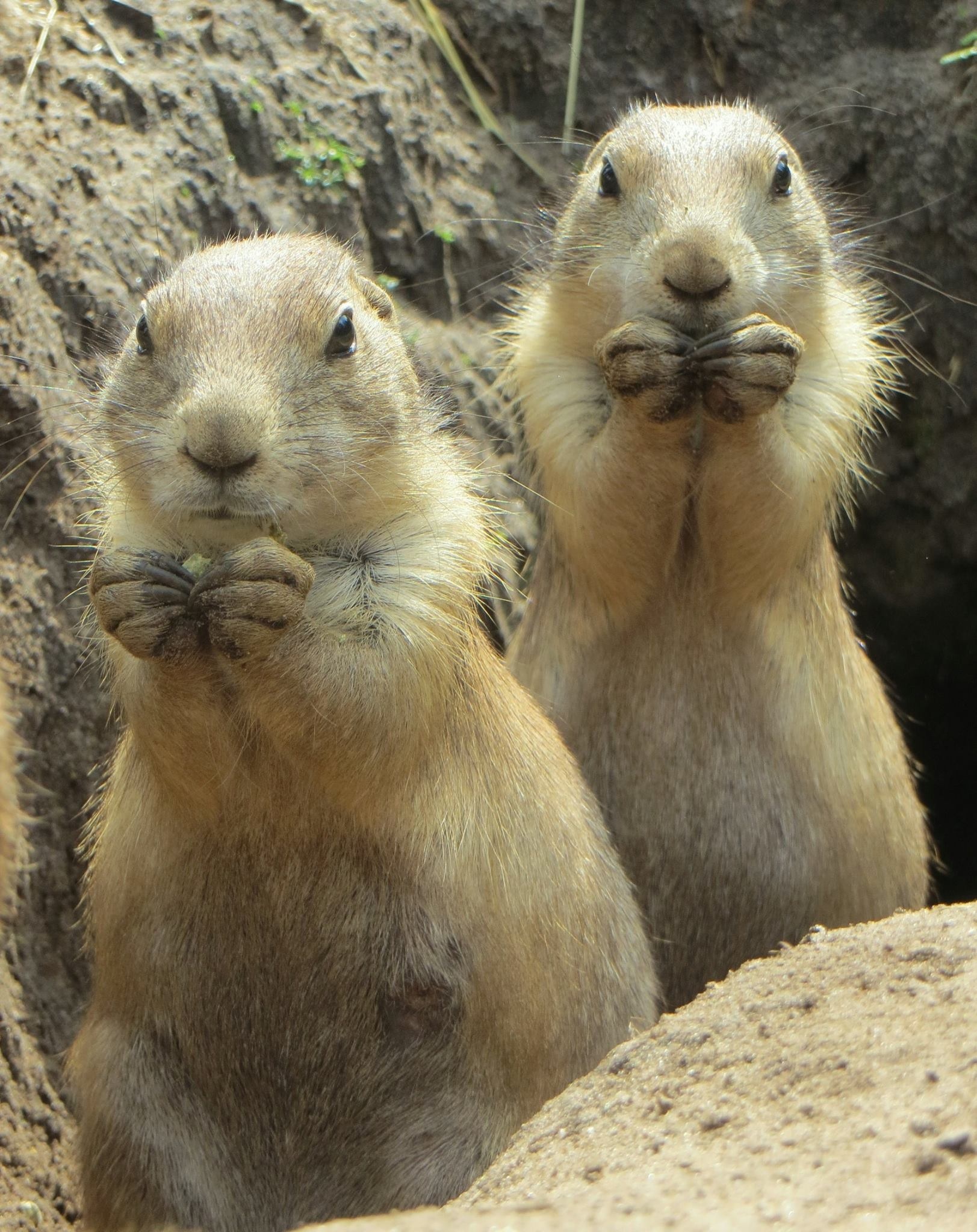 Prairiehondjes