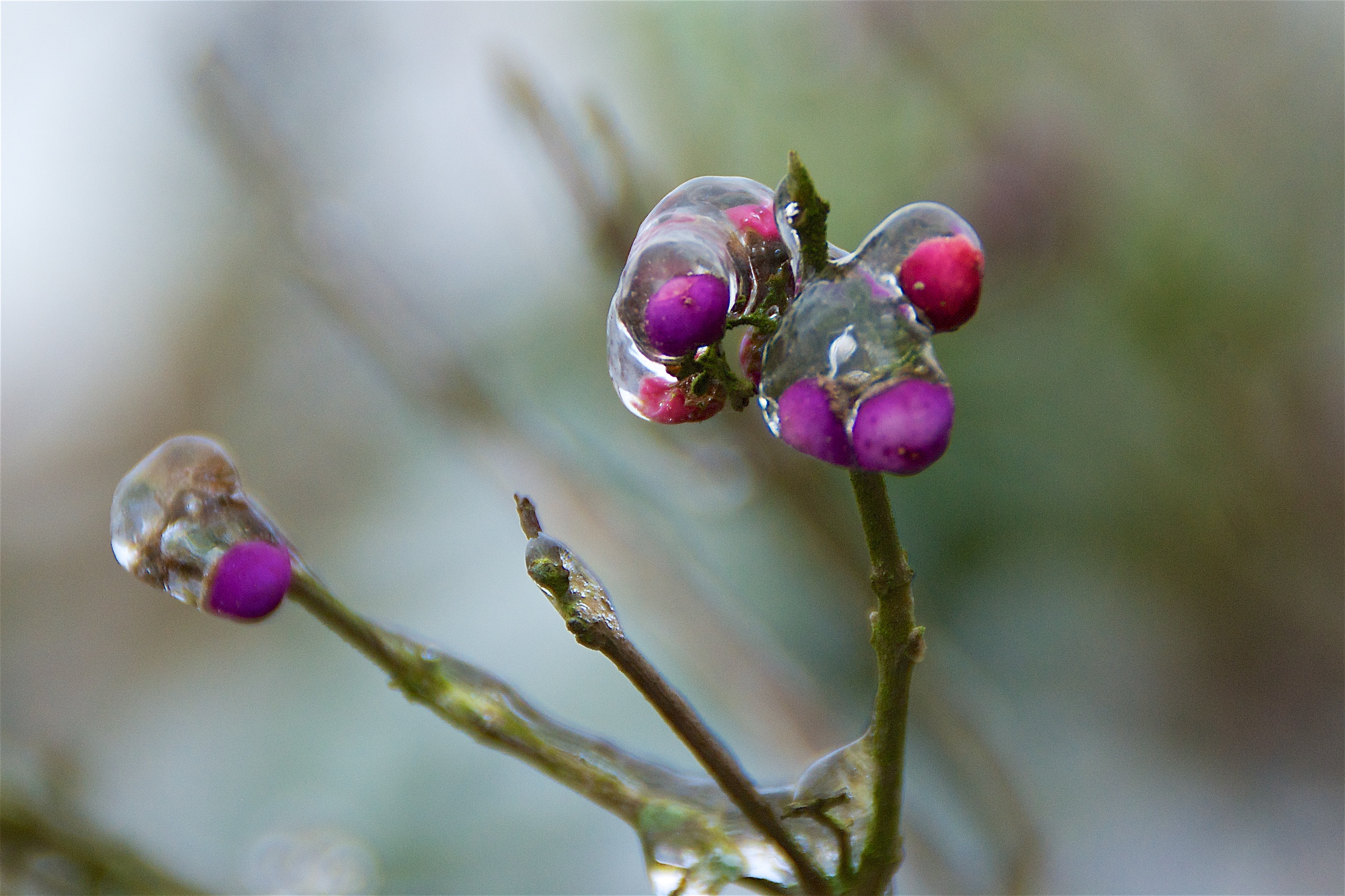Beijzelde besjes