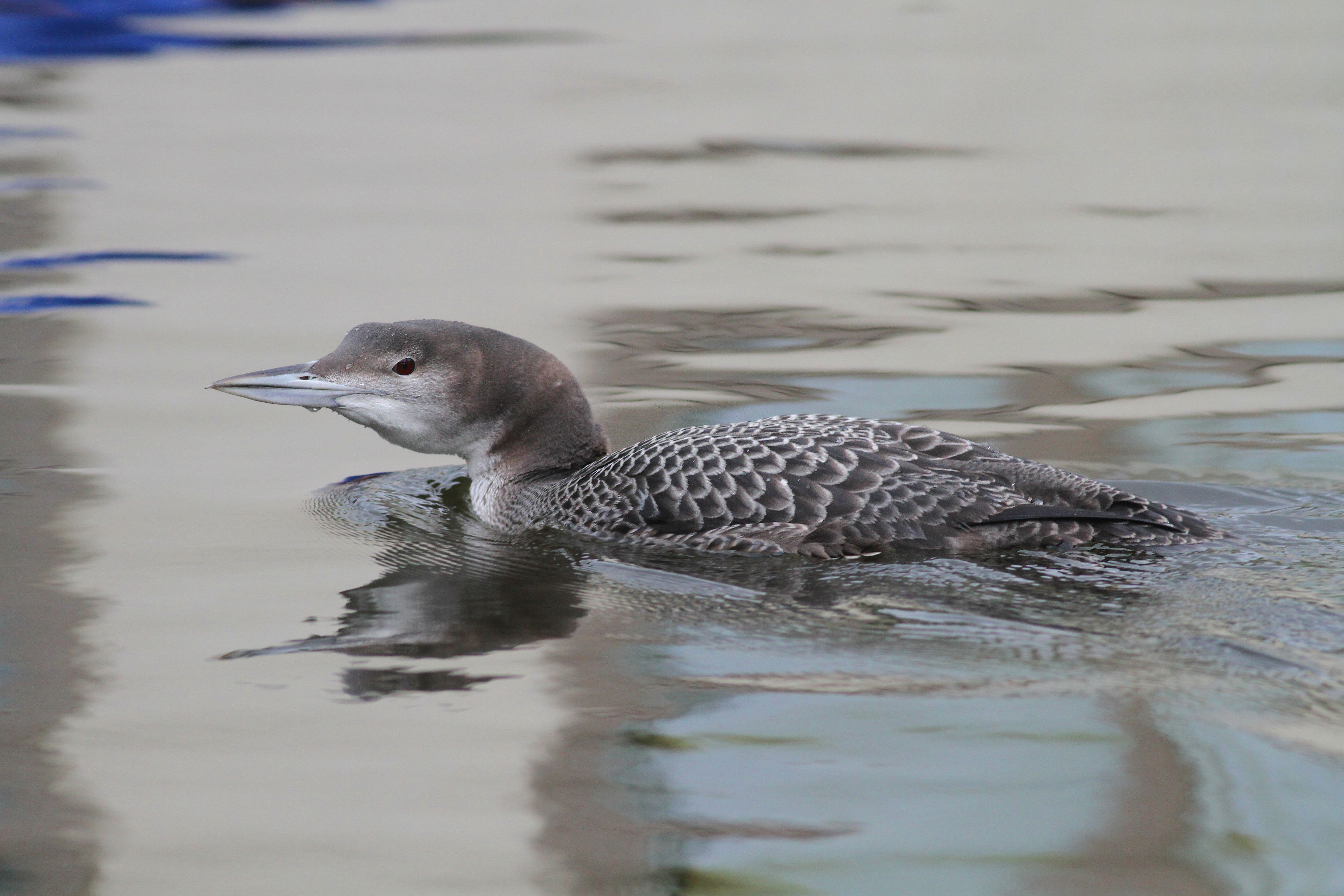 IJsduiker / Common Loon