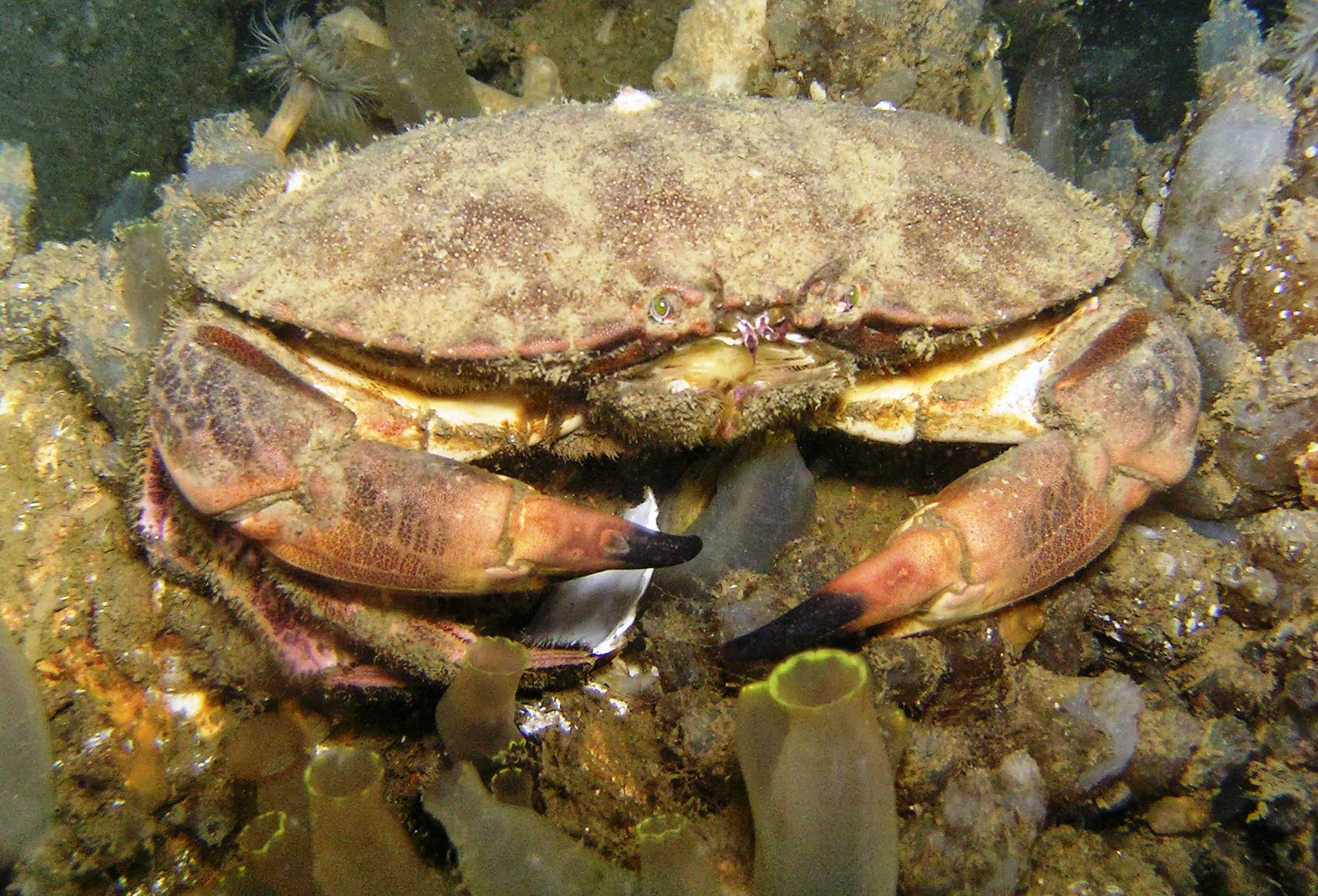 Noordzeekrab tussen de zakpijpen