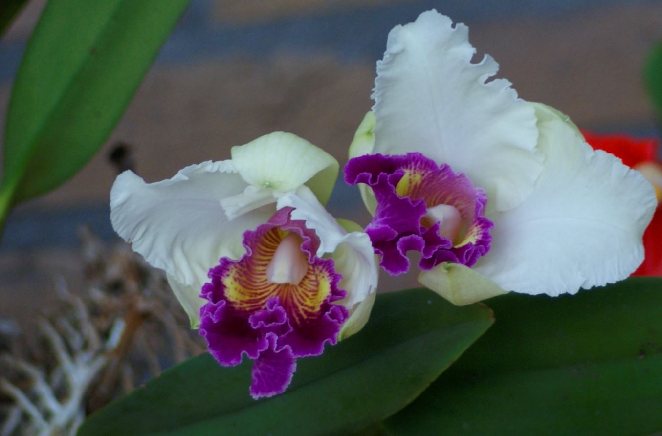 Orchidee , Cattleya