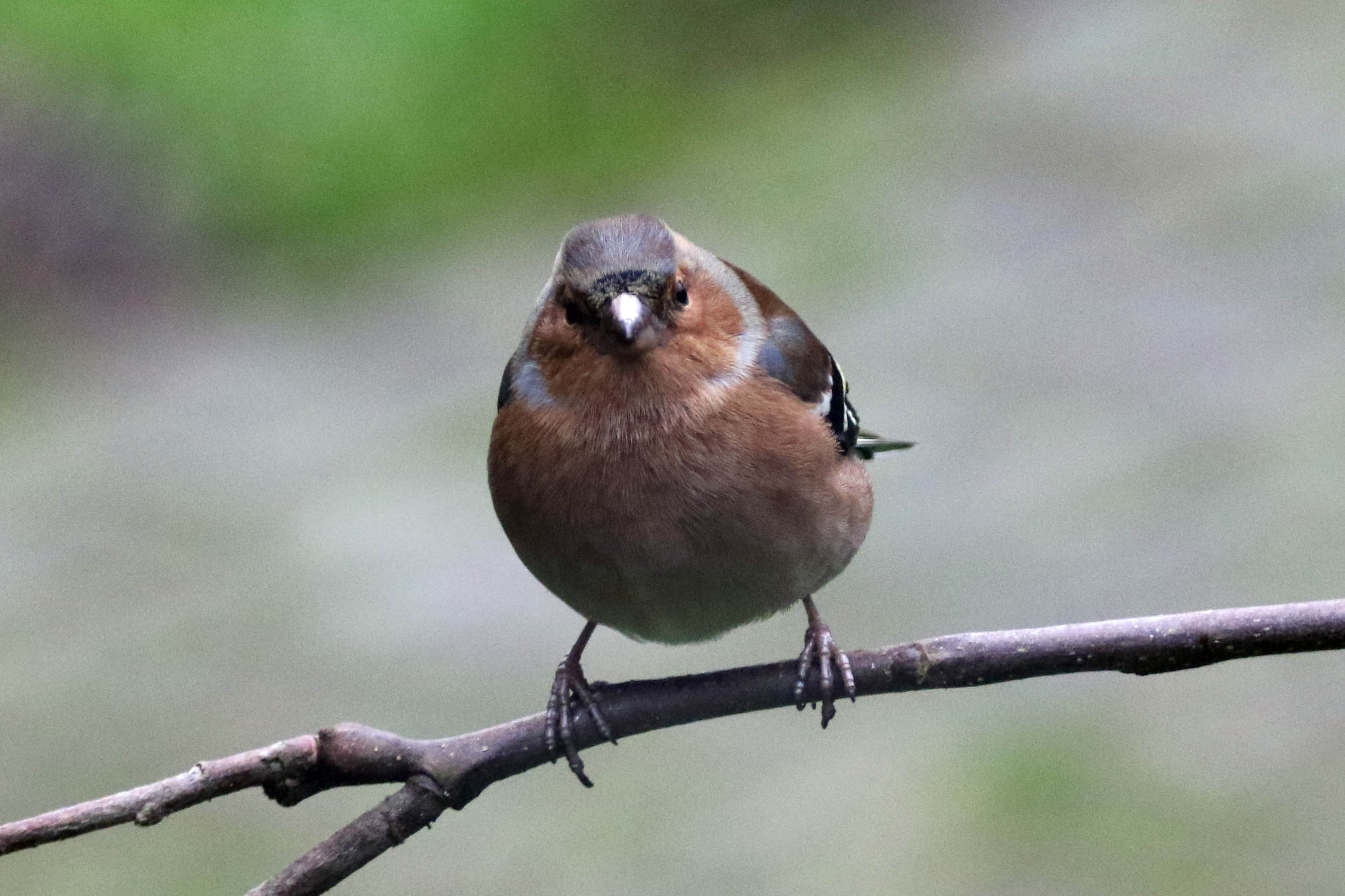 Vink(enman)