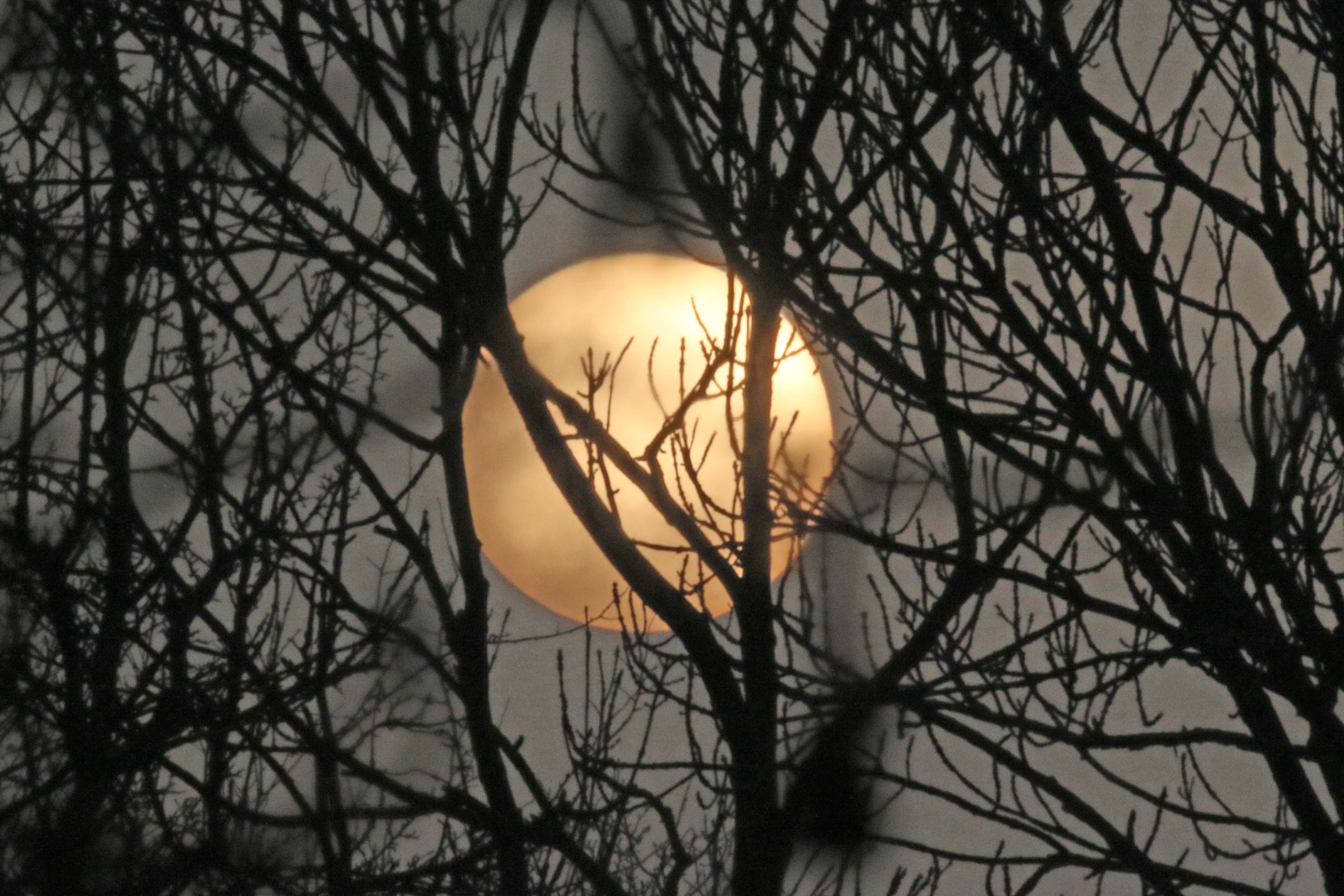 Zie de zon schijnt door de bomen
