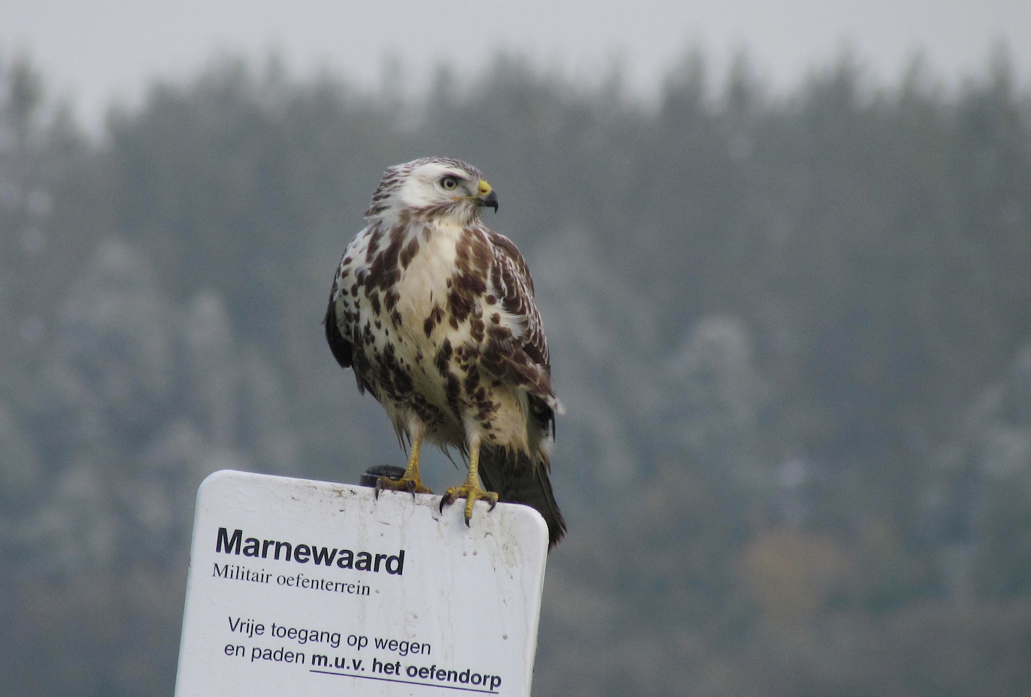 Buizerd