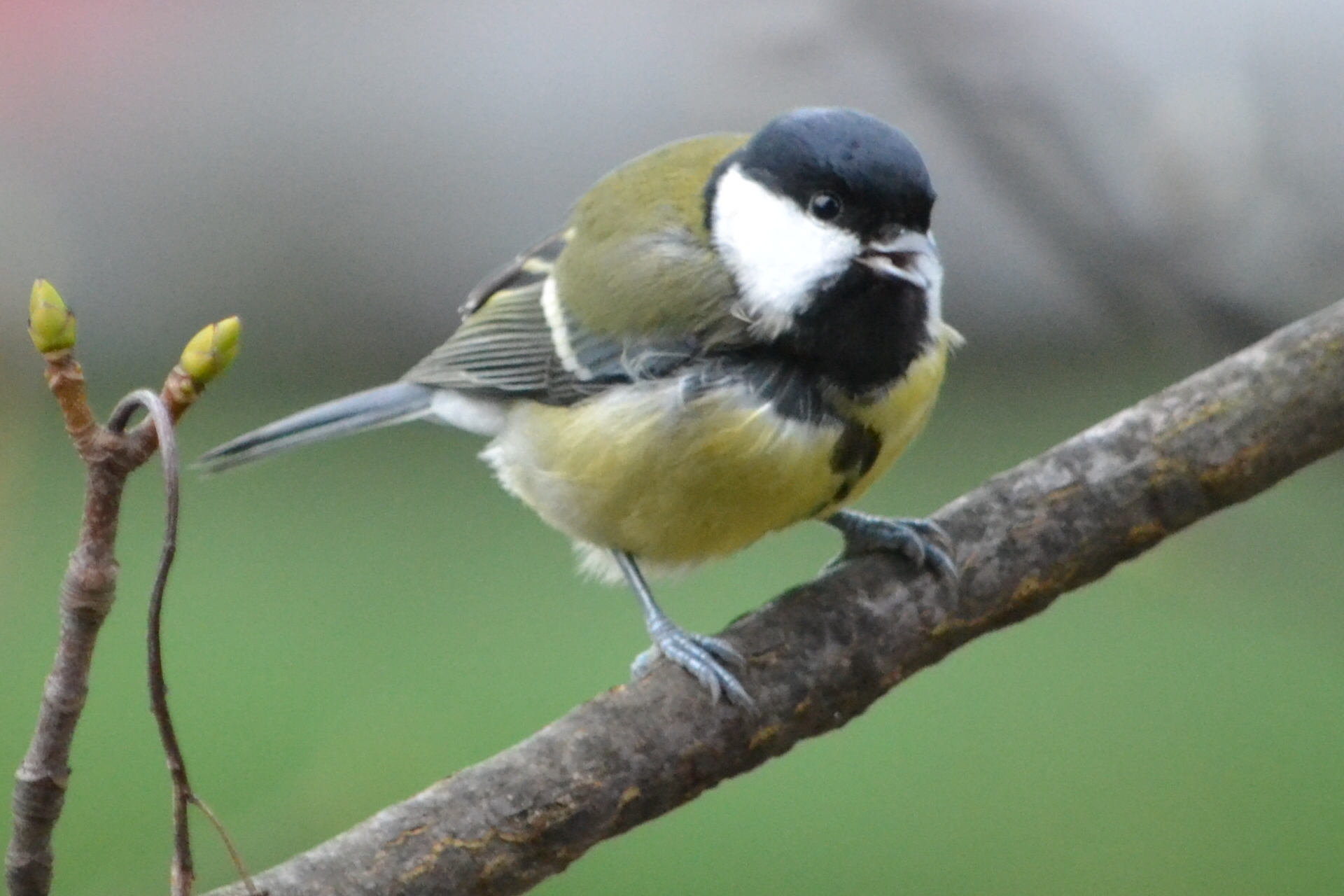 fluisterend koolmees...