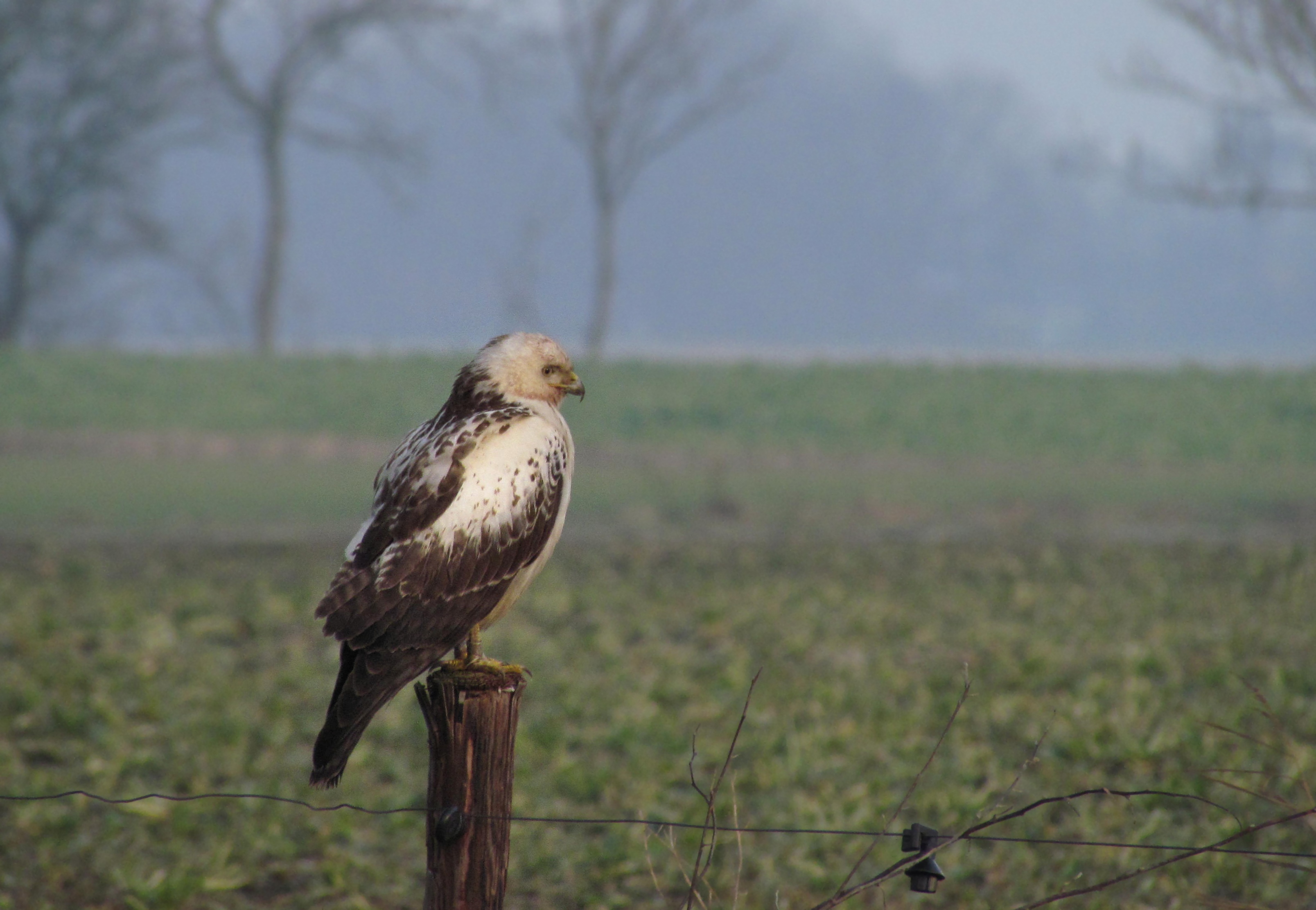 Buizerd