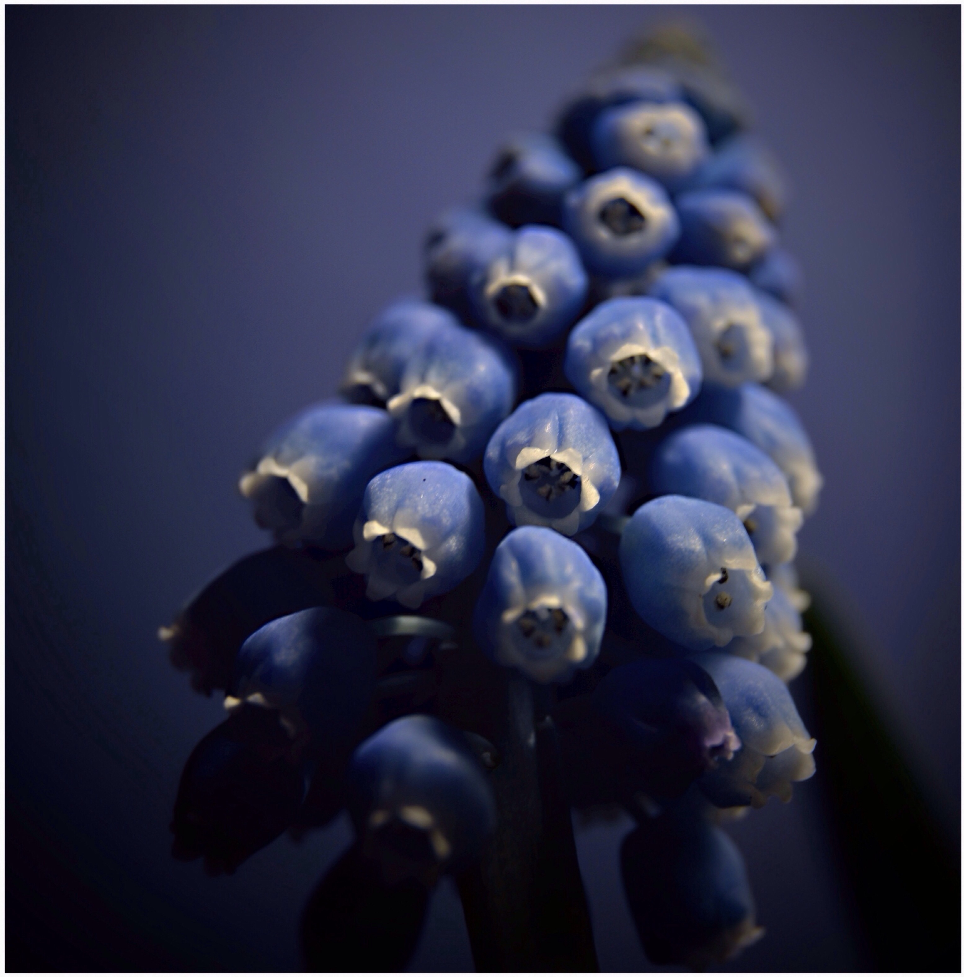 Blauw druifje