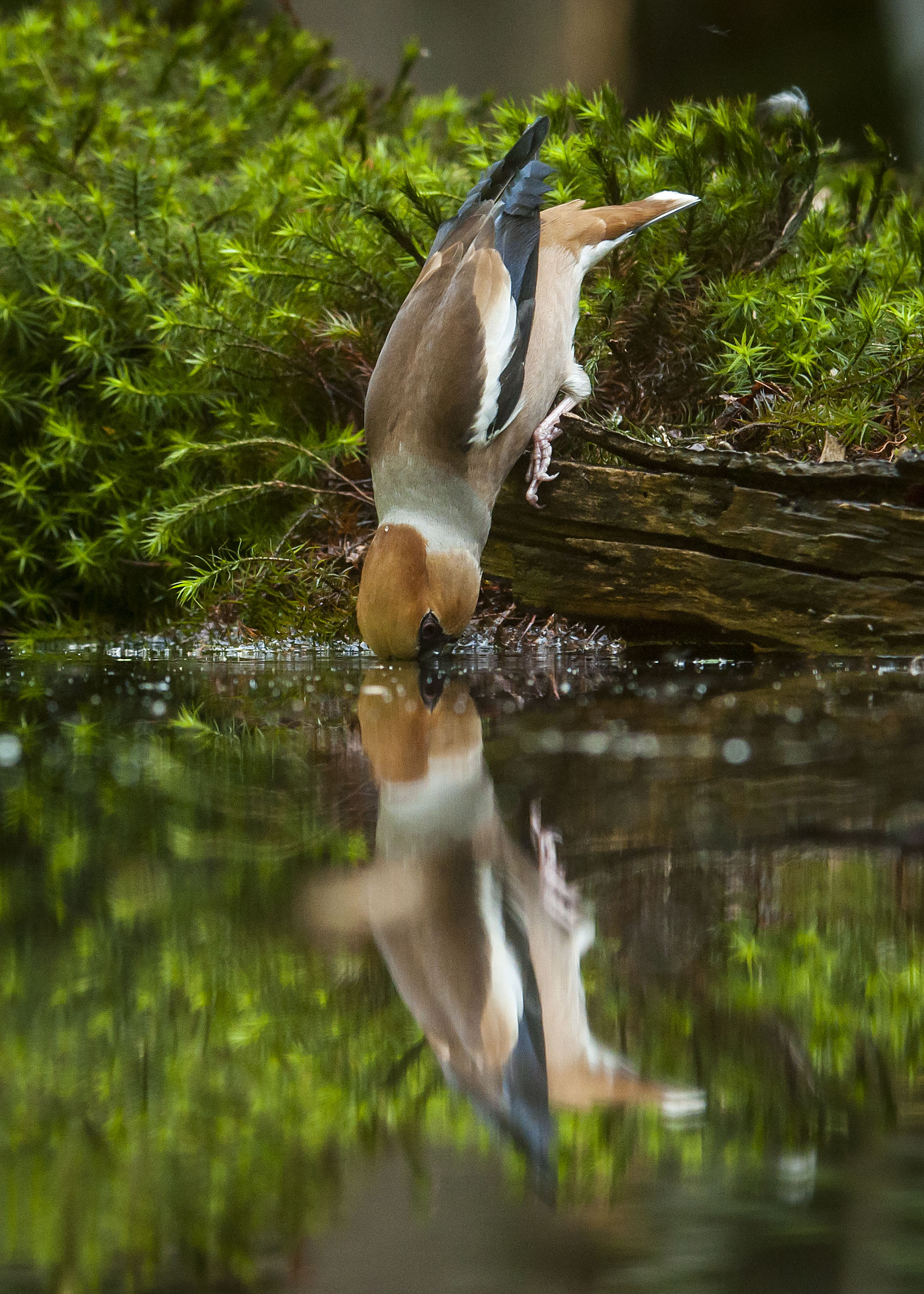 Drinkende appelvink
