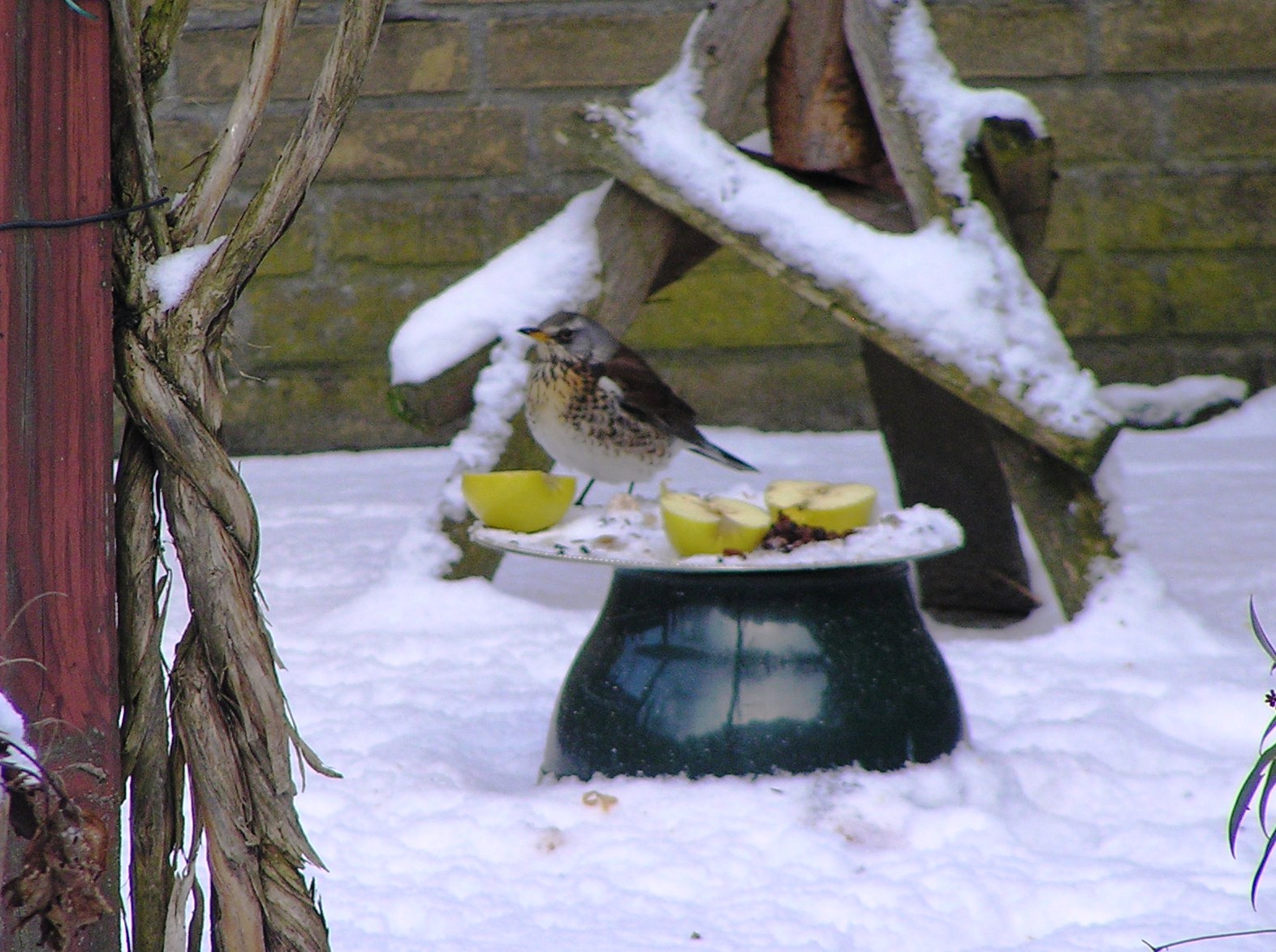 Kramsvogel in de tuin